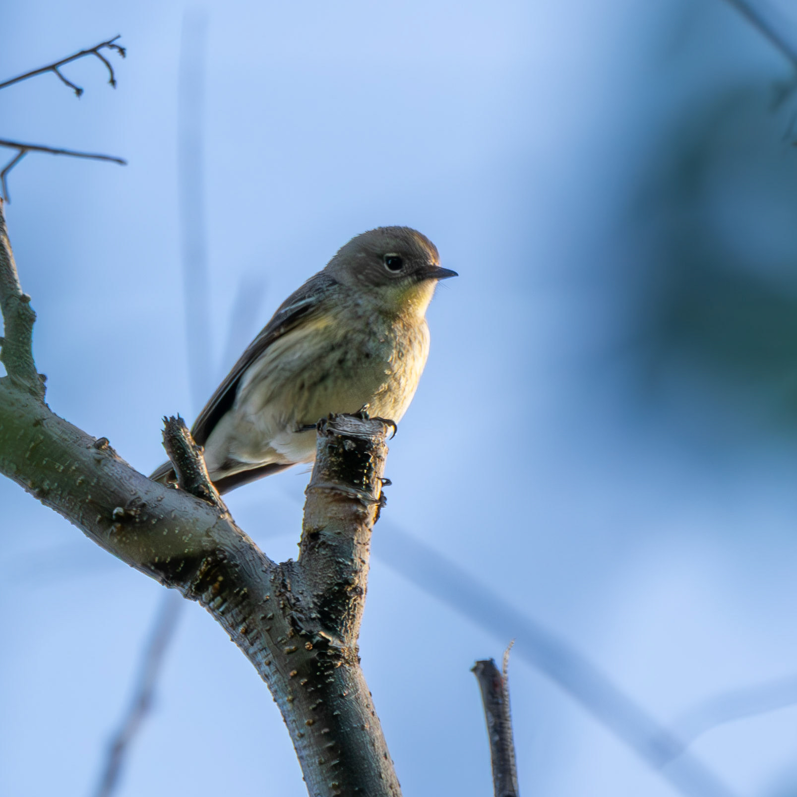 Myrtle Warbler