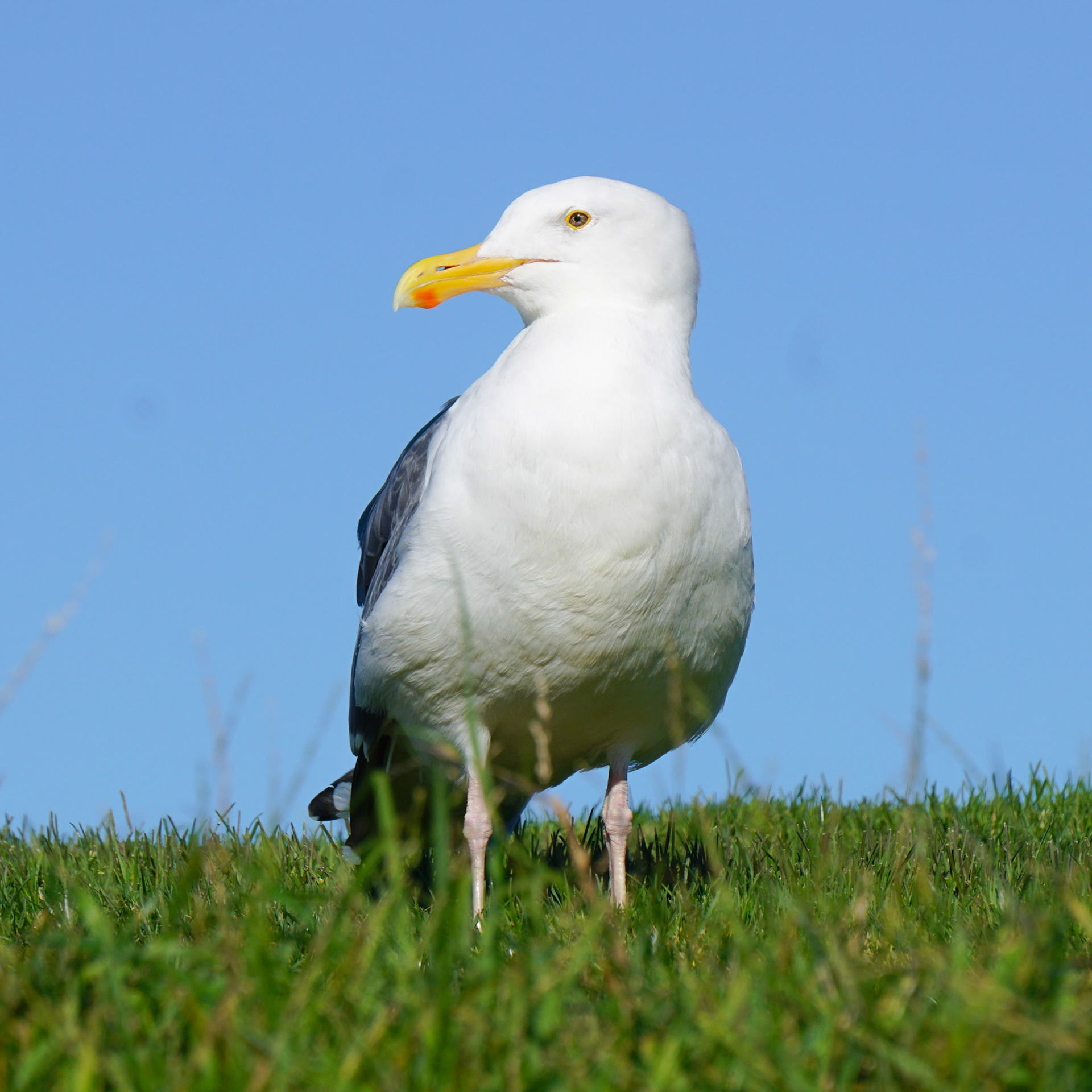 Western Gull