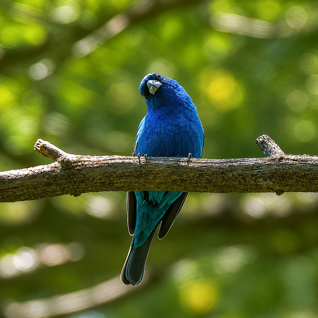 Indigo Bunting