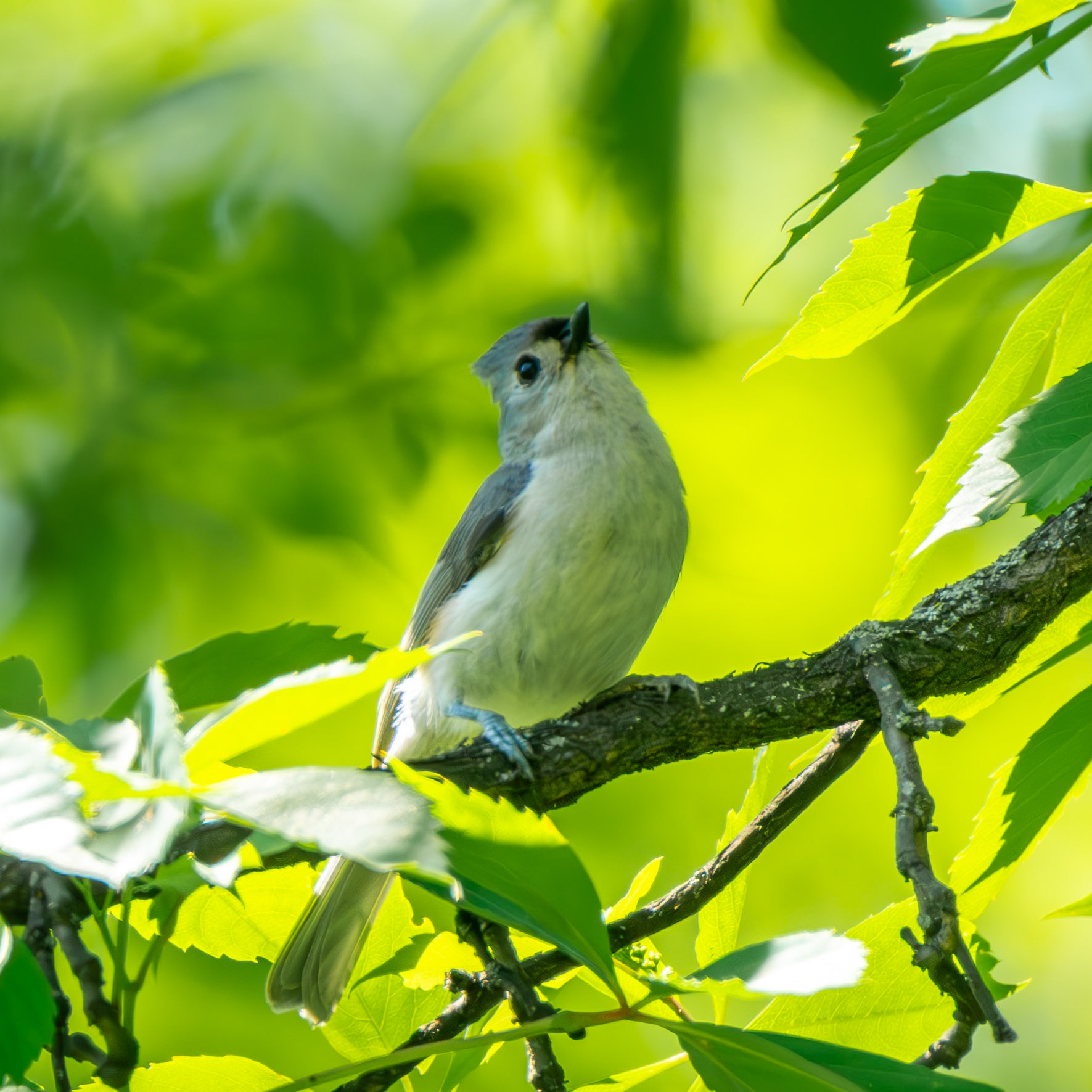 Tufted Titmouse