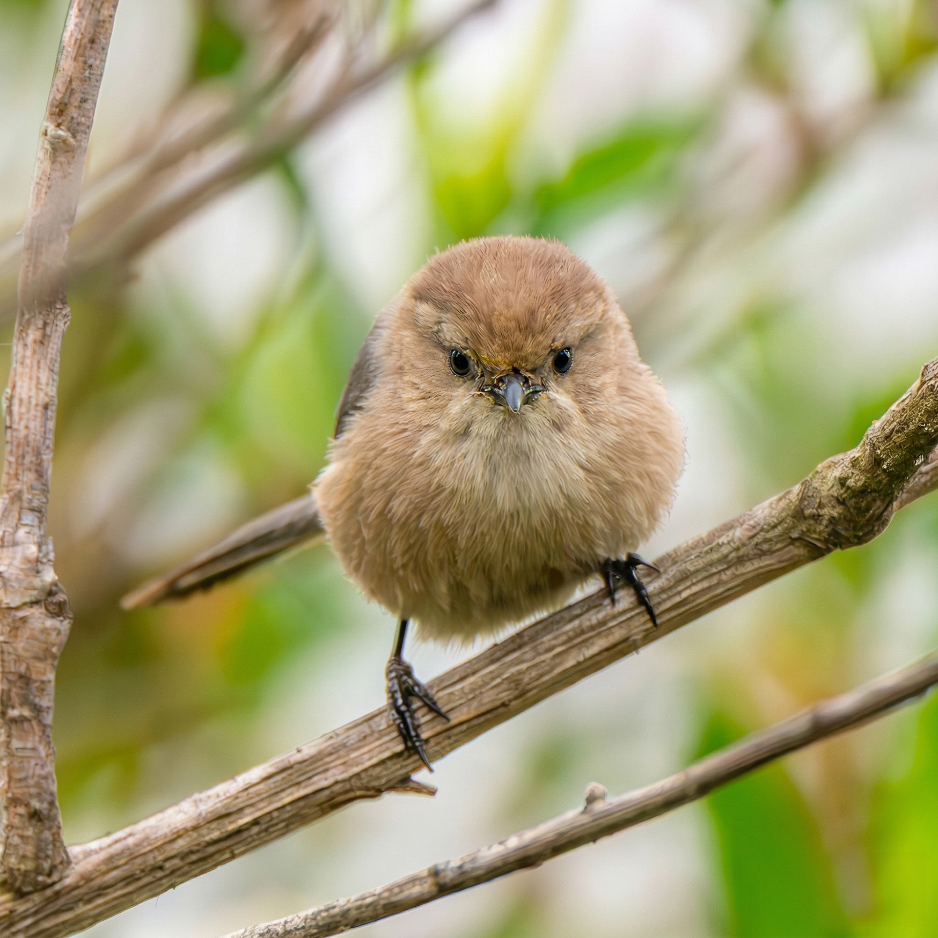 Bushtit