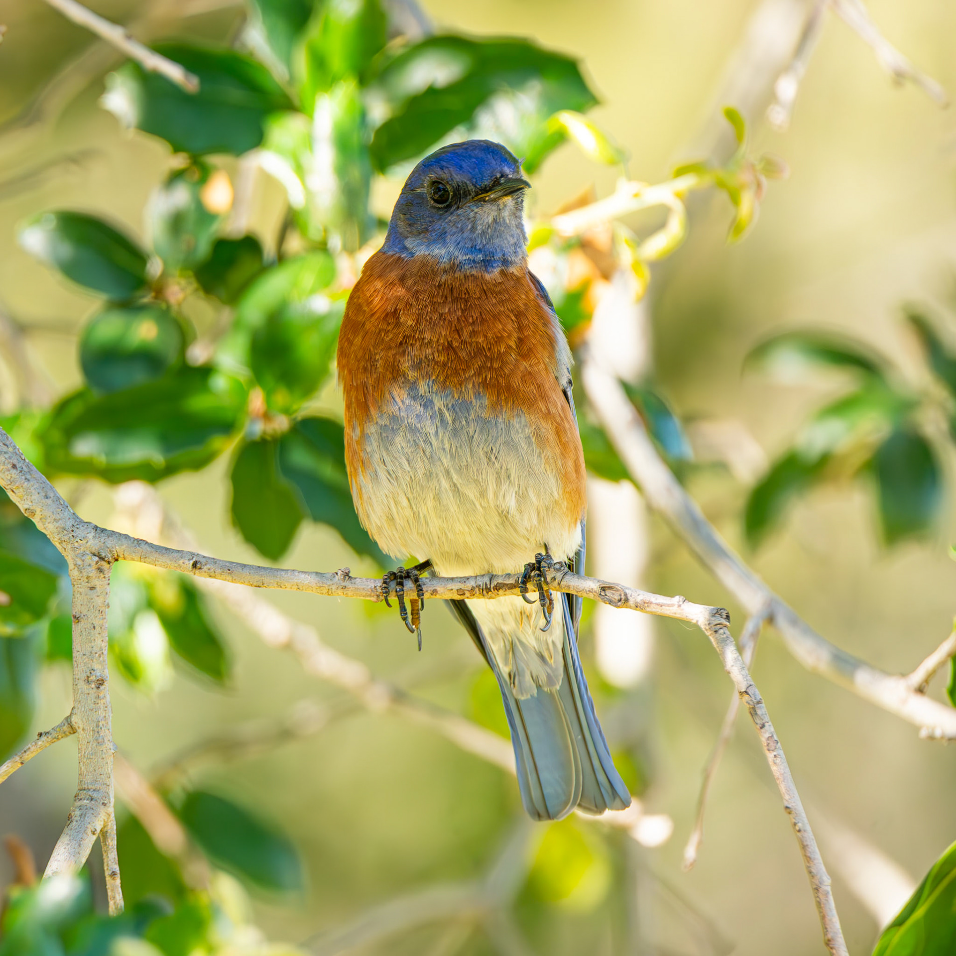 Western Bluebird