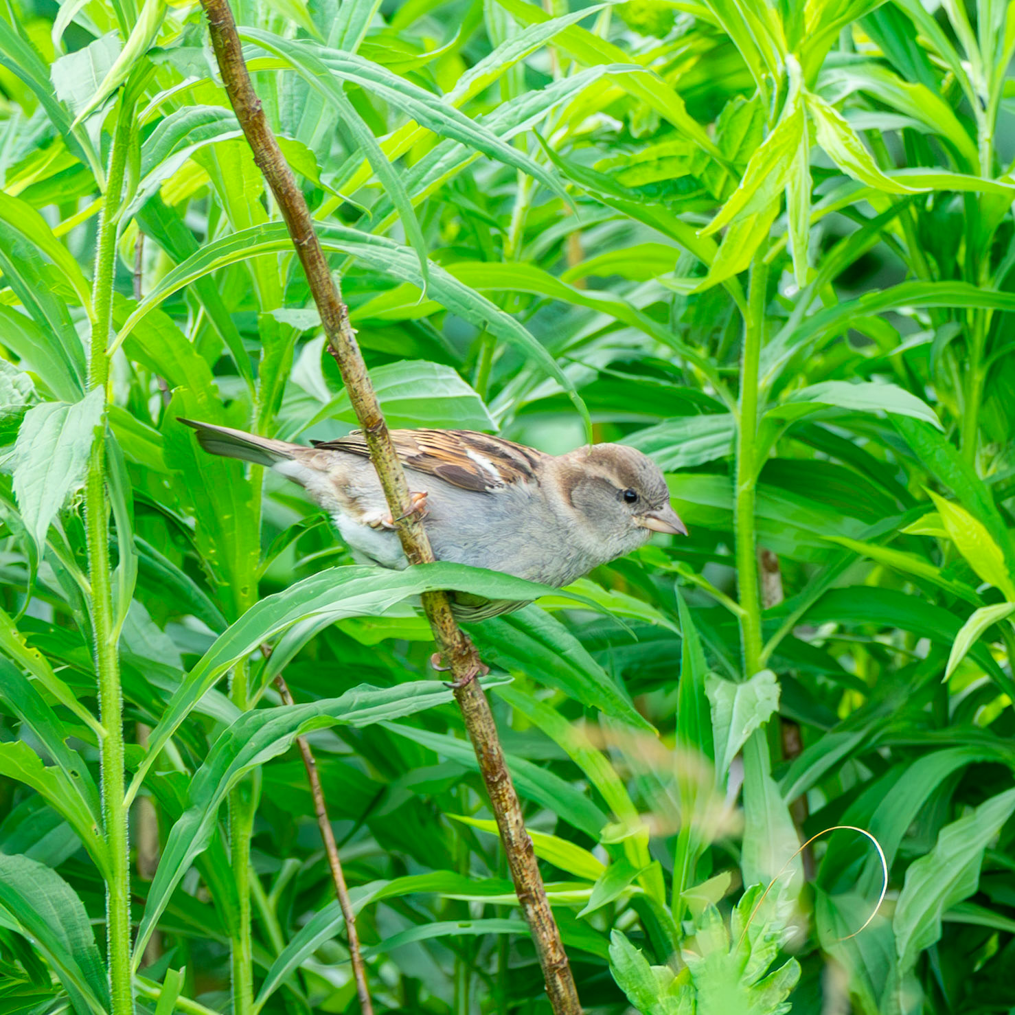 House Sparrow