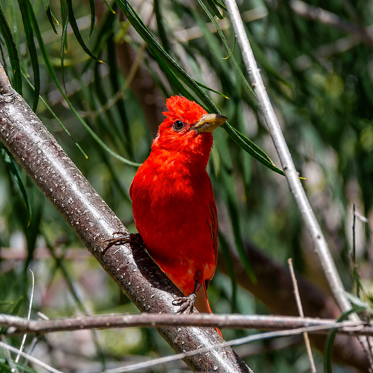 Summer Tanager