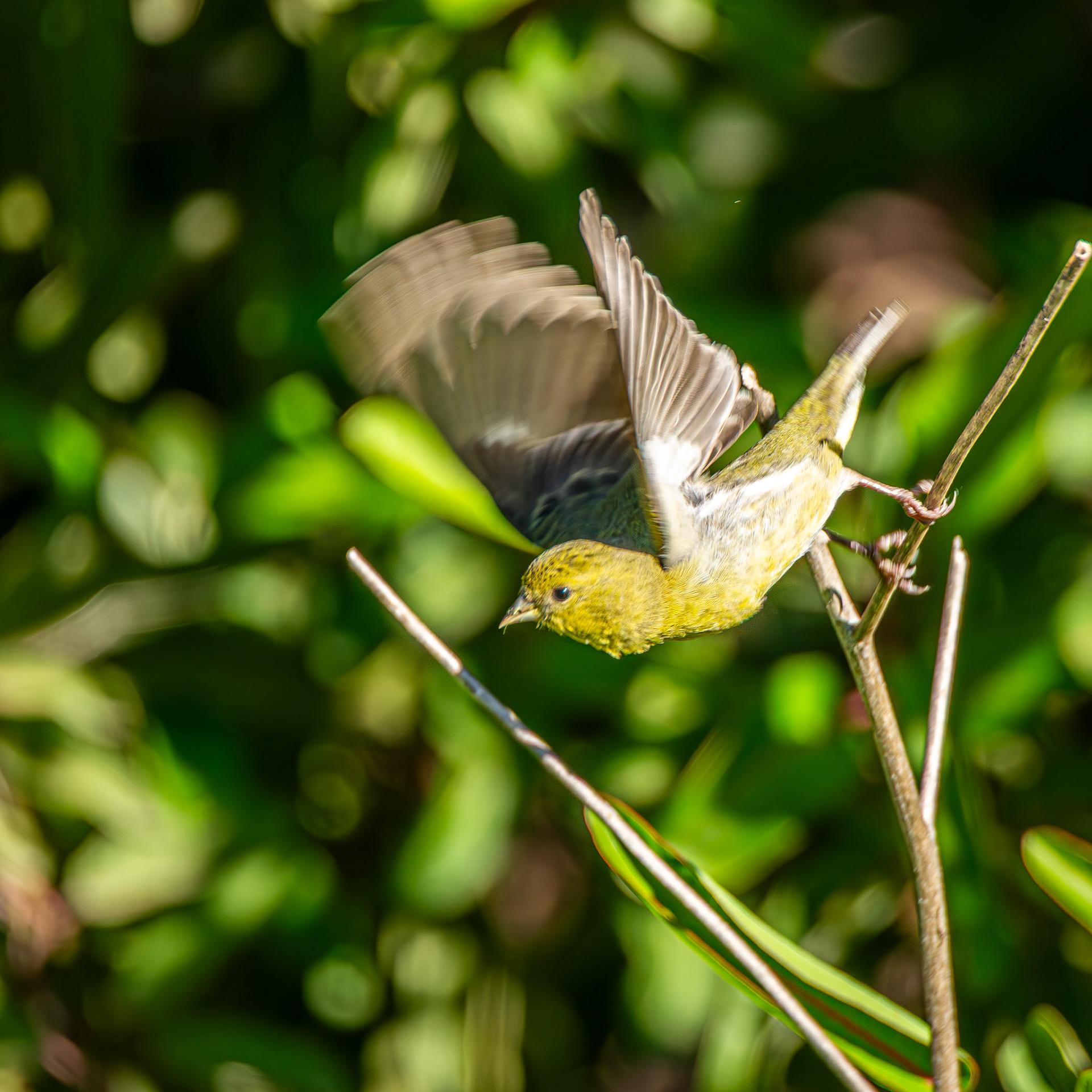 Lesser Goldfinch