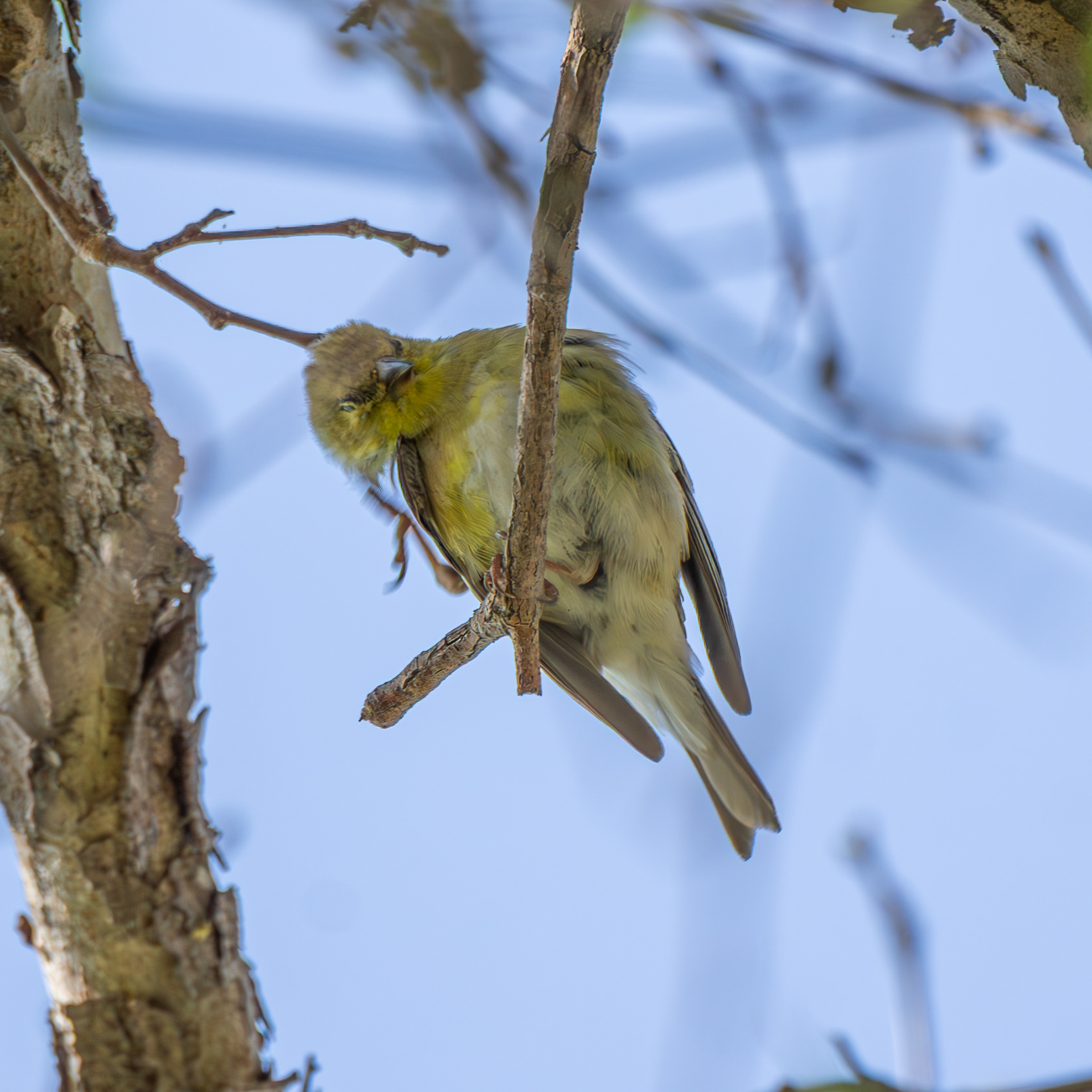 American Goldfinch