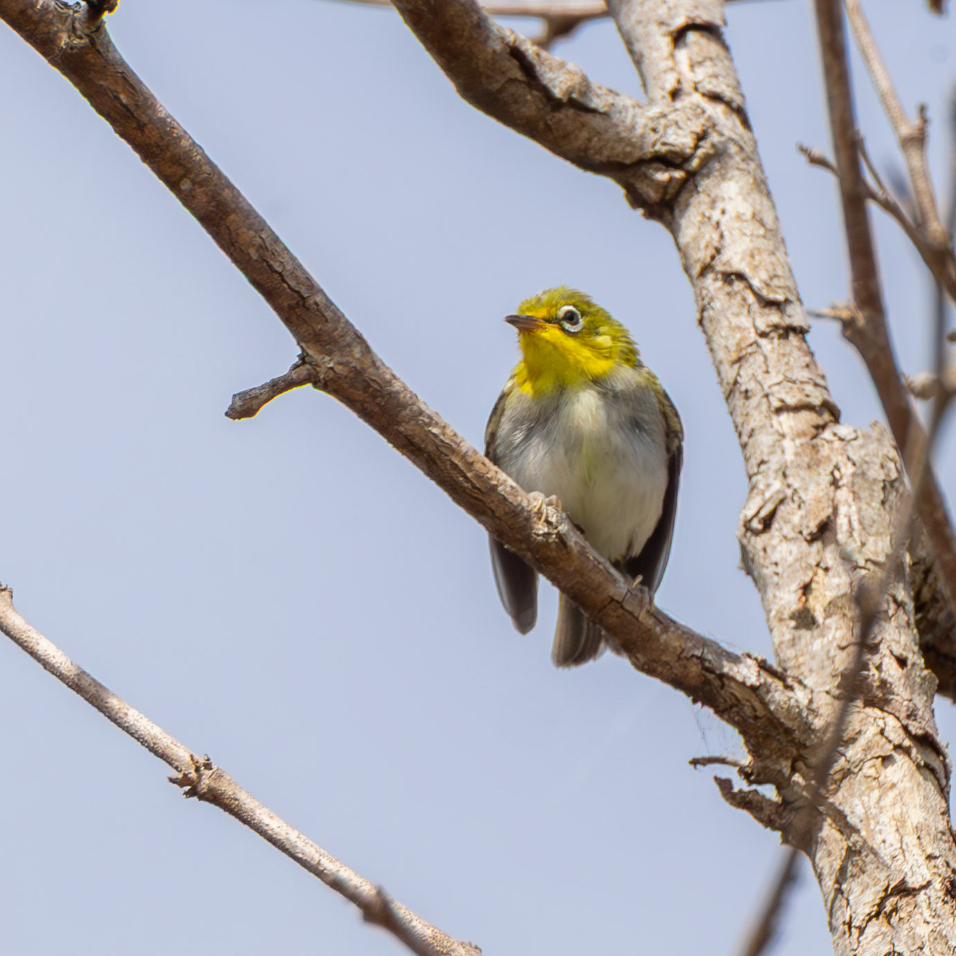 Swinhoe's White Eye