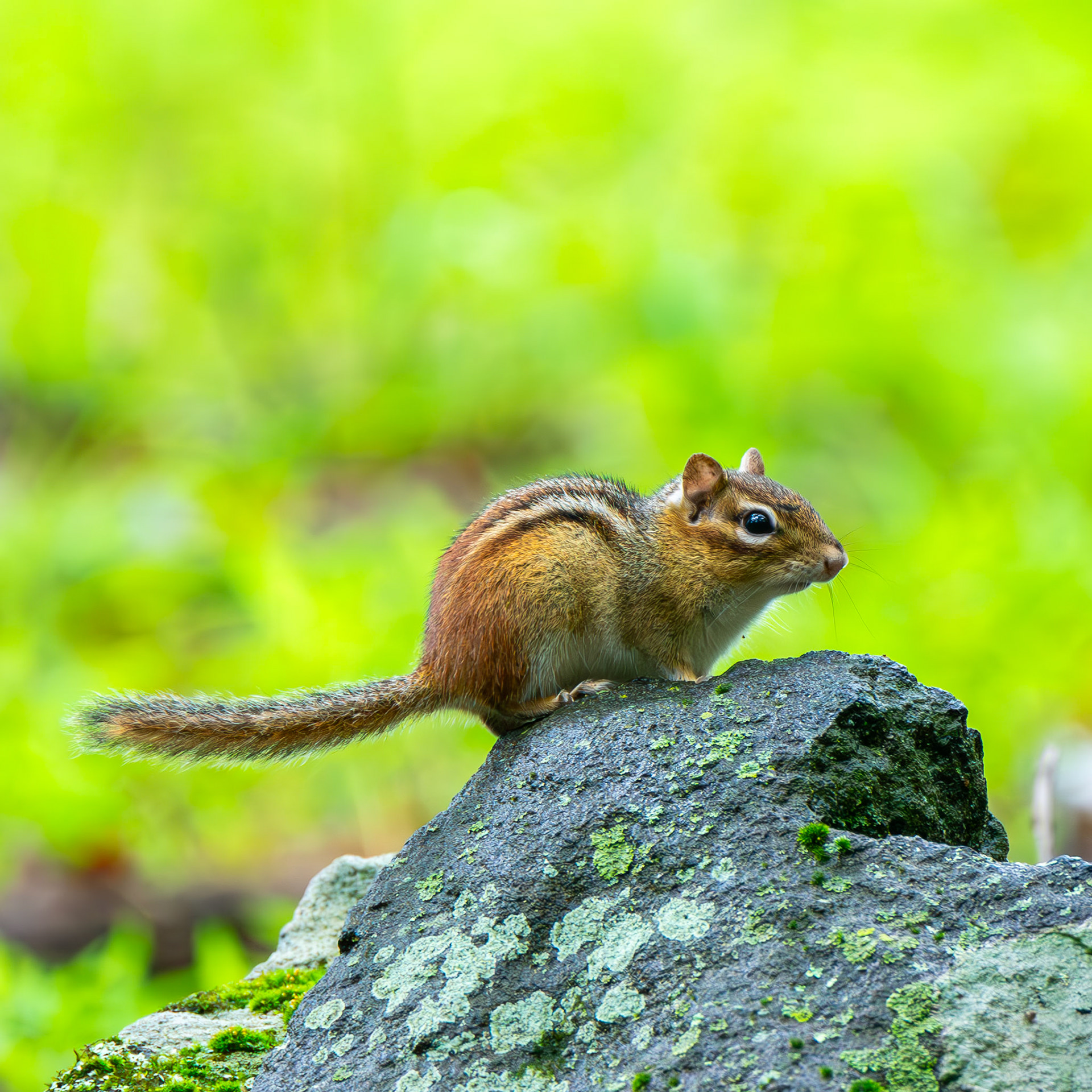 Eastern Chipmunk