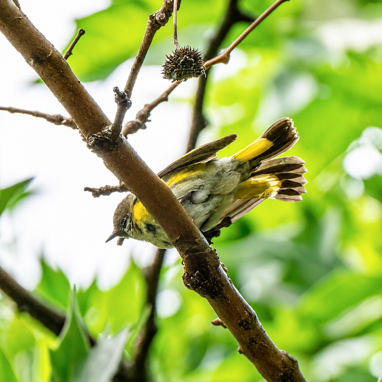 American Redstart
