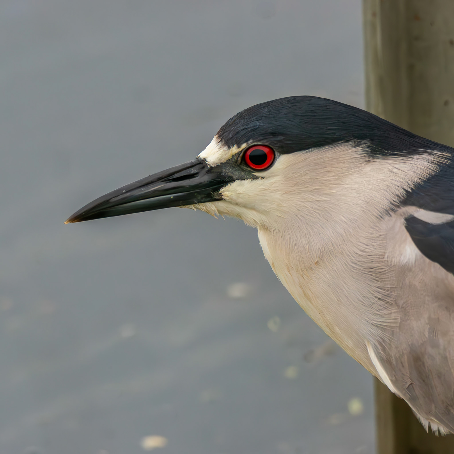 Black-Crowned Night Heron