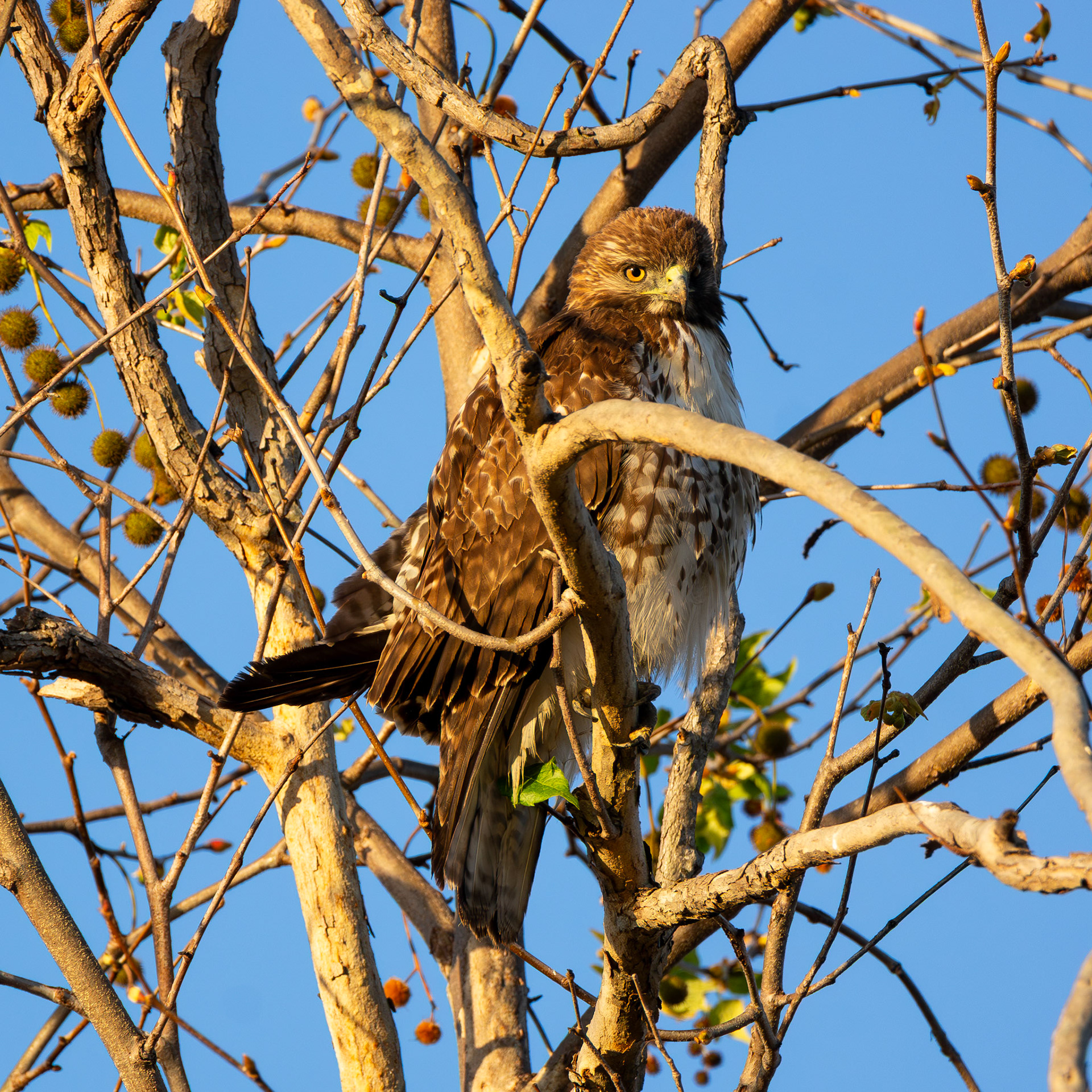 Red-Tailed Hawk