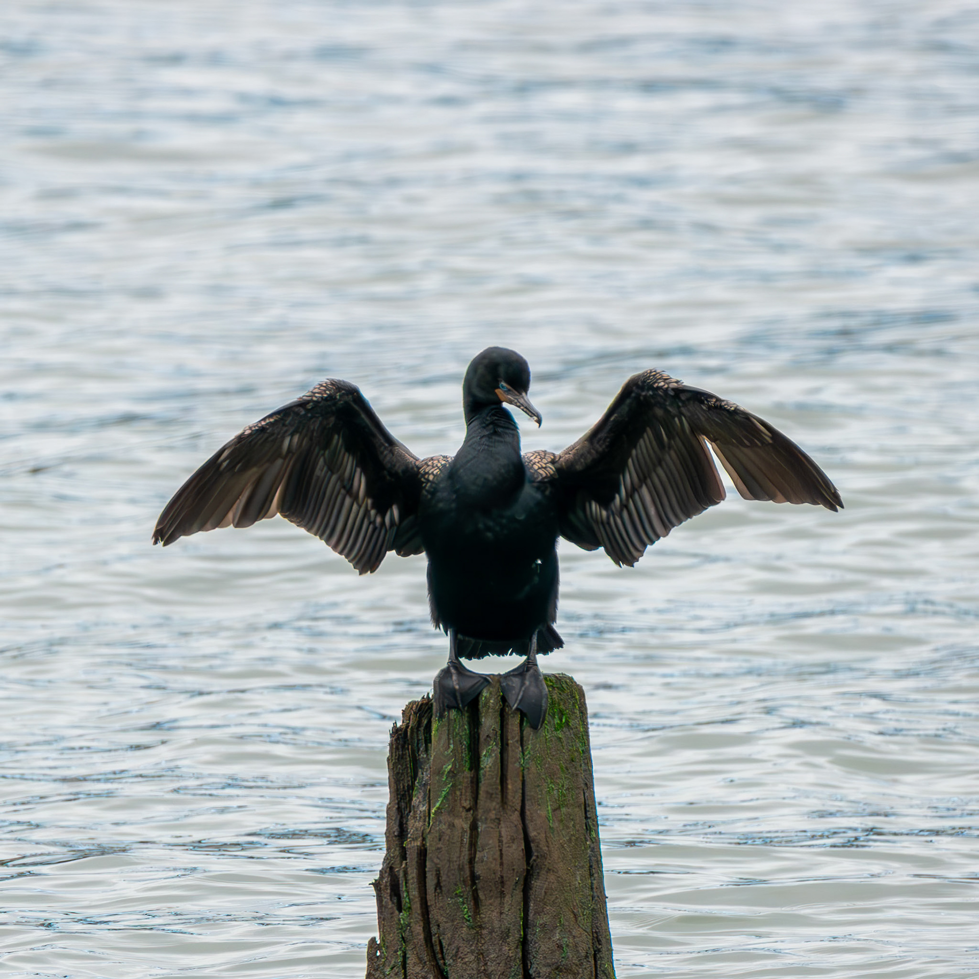 Double-Crested Cormorant