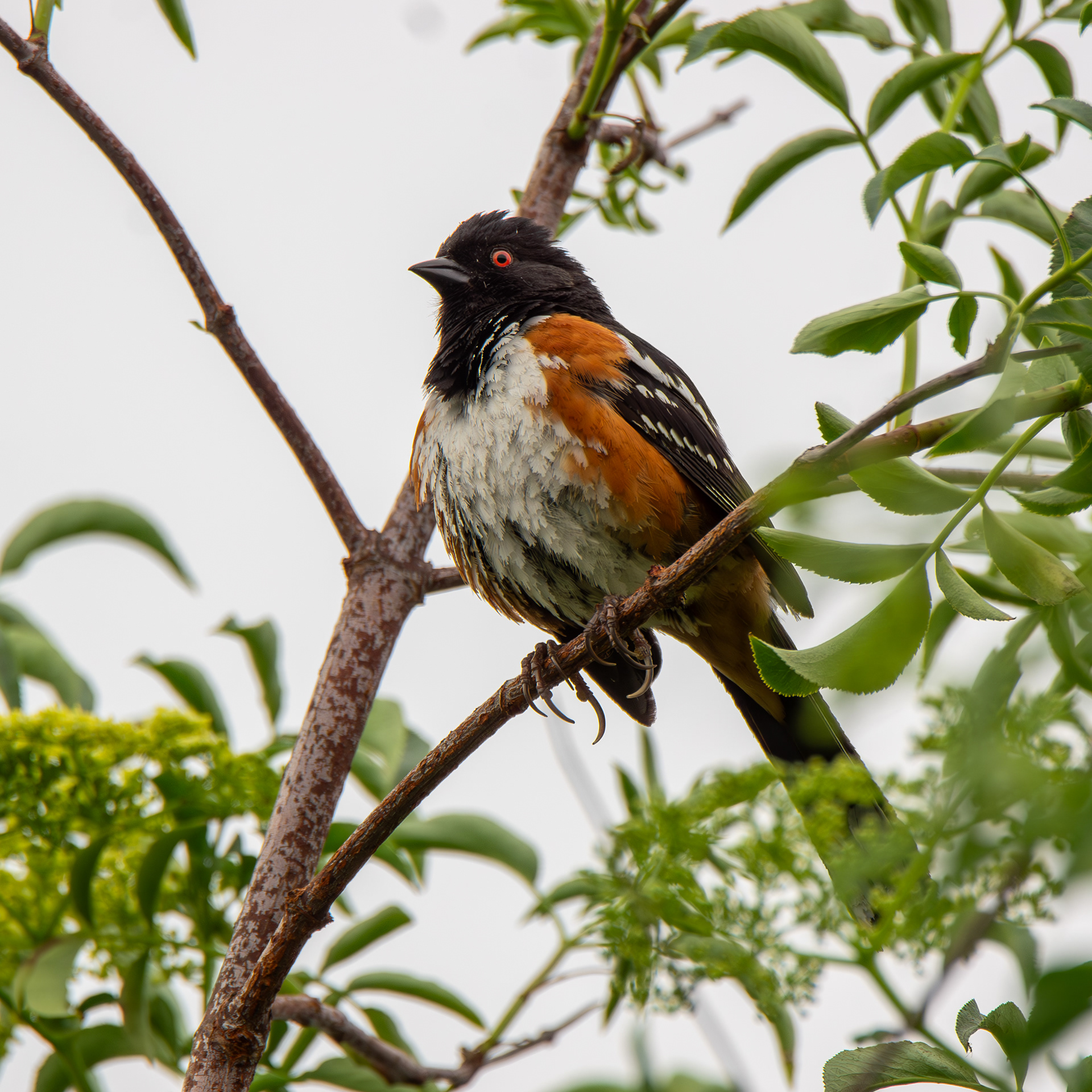 Spotted Towhee