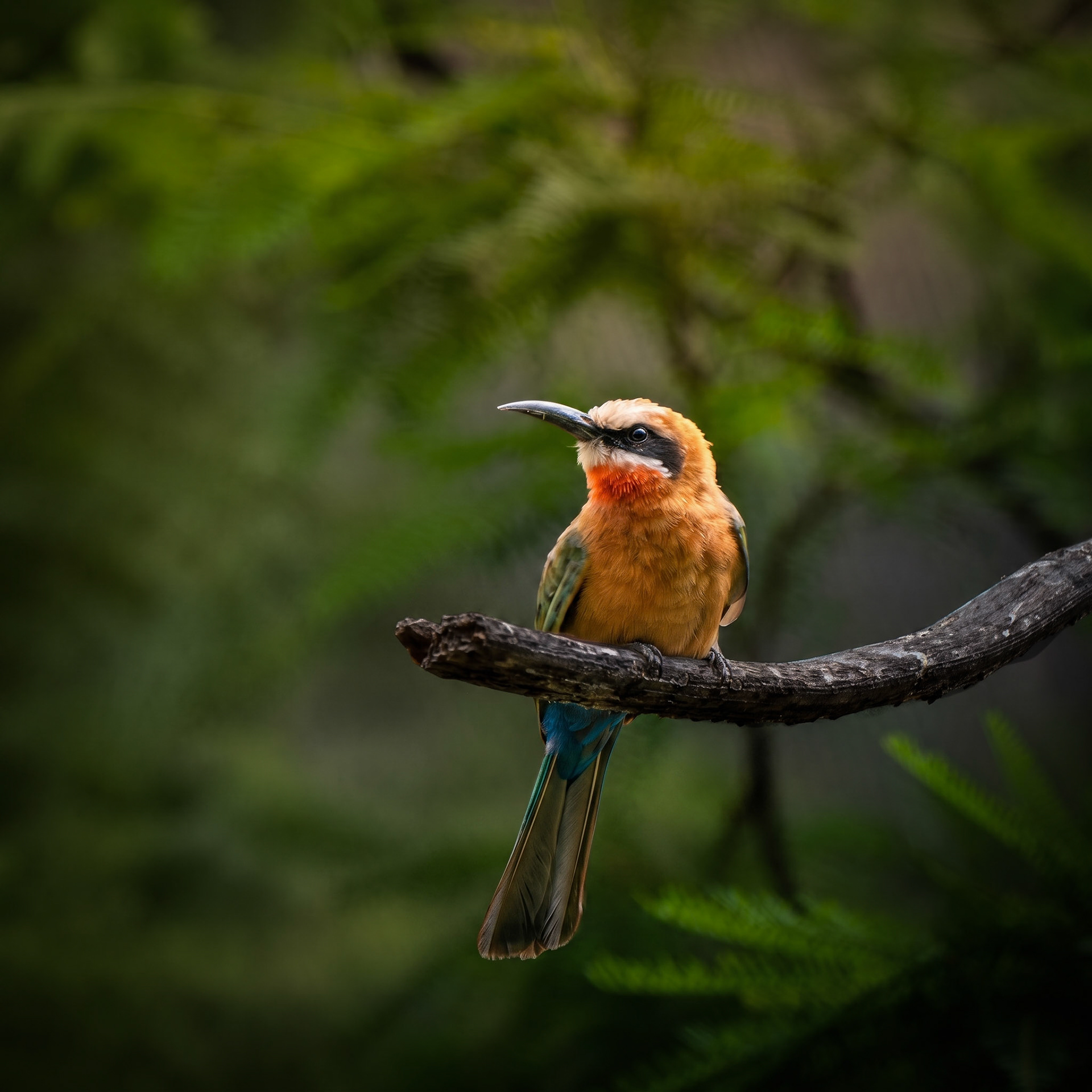 White-Fronted Bee Eater