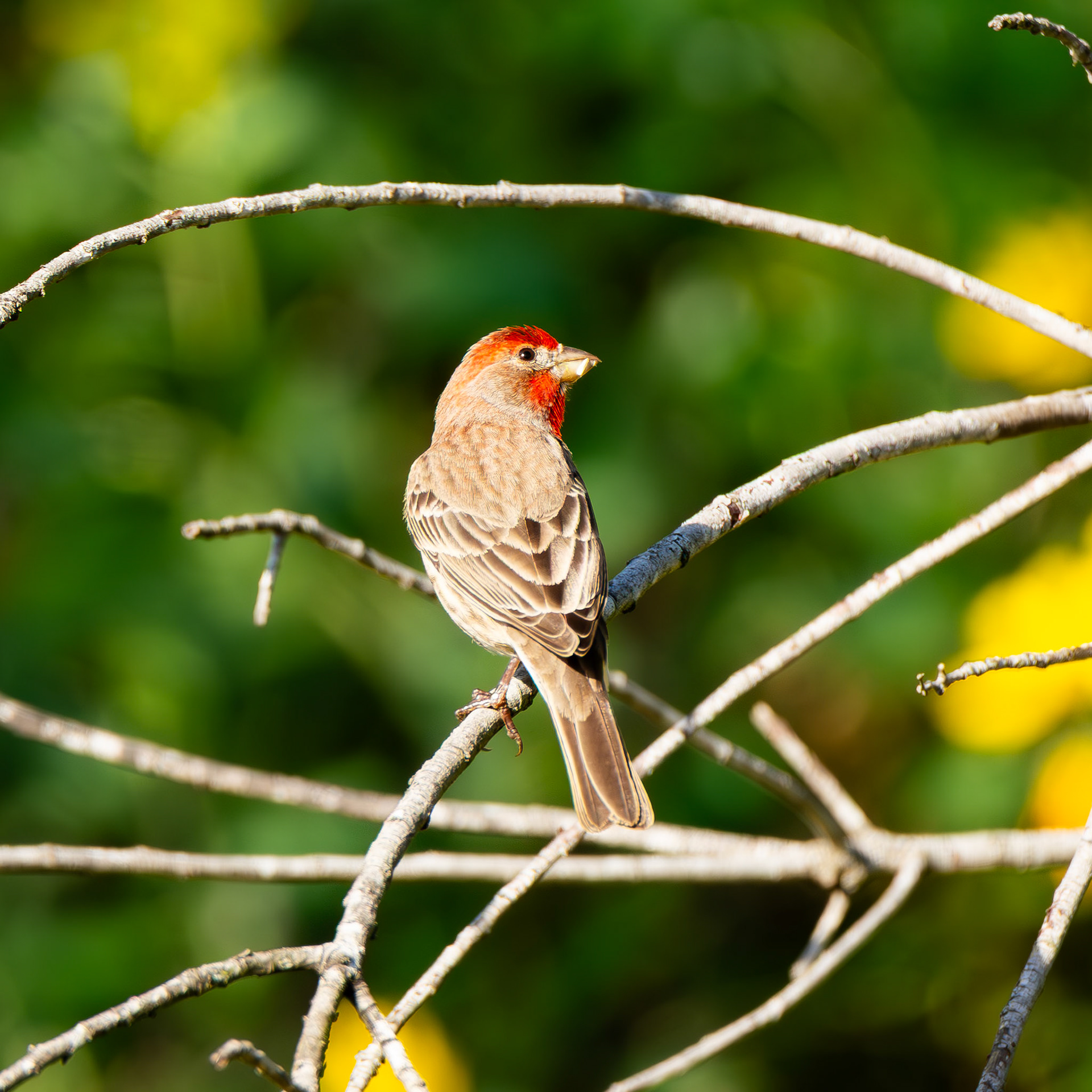 House Finch