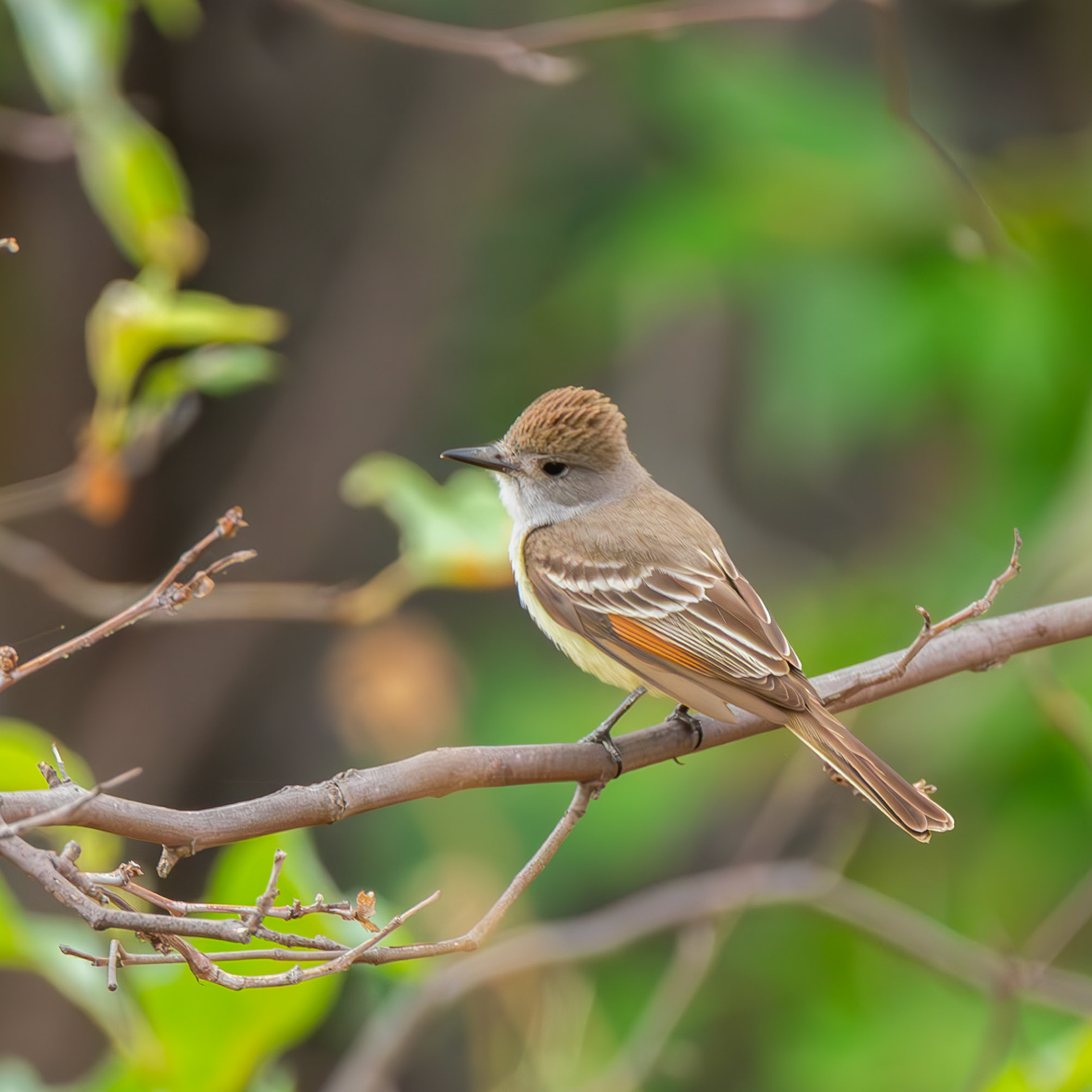 Ash-Throated Flycatcher