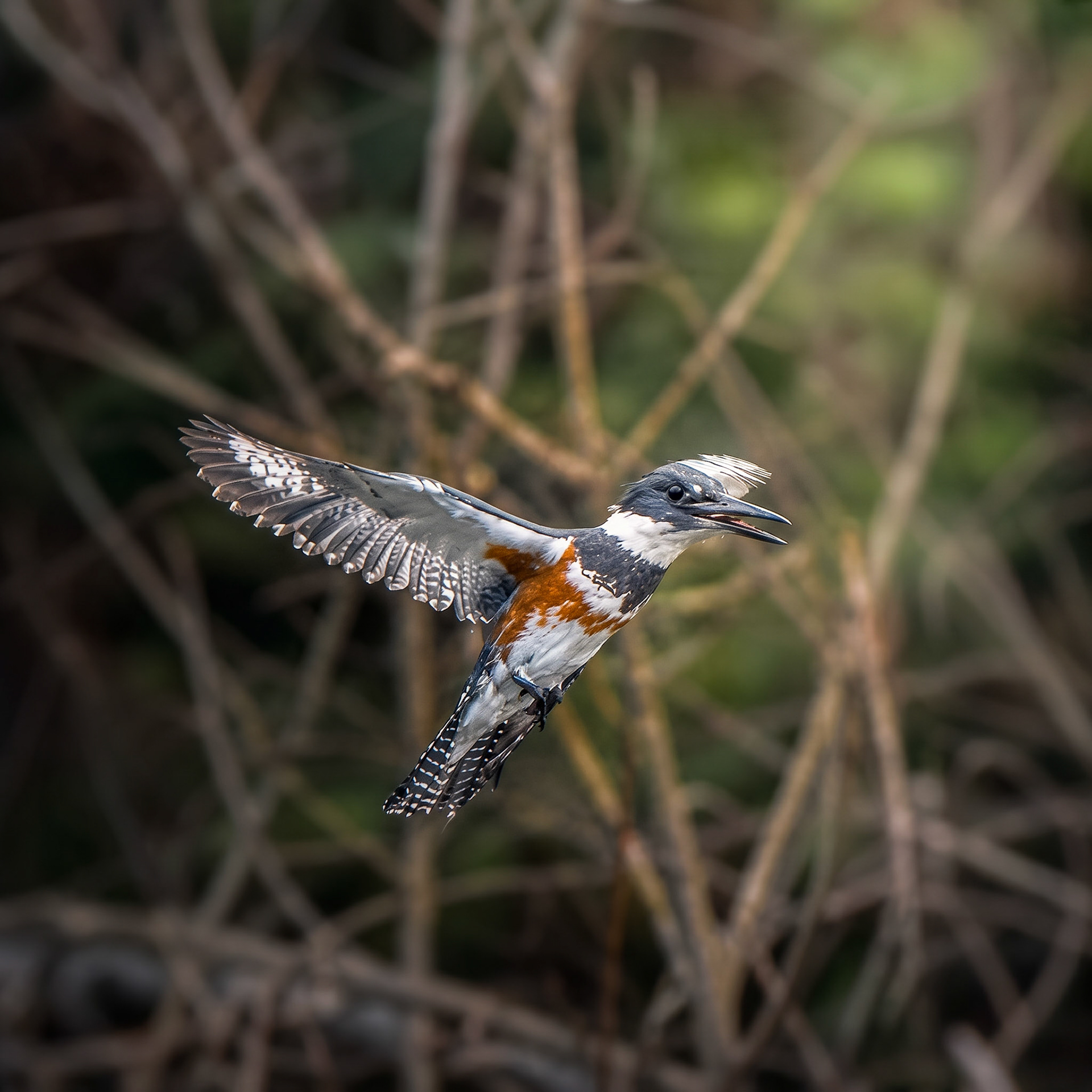 Belted Kingfisher