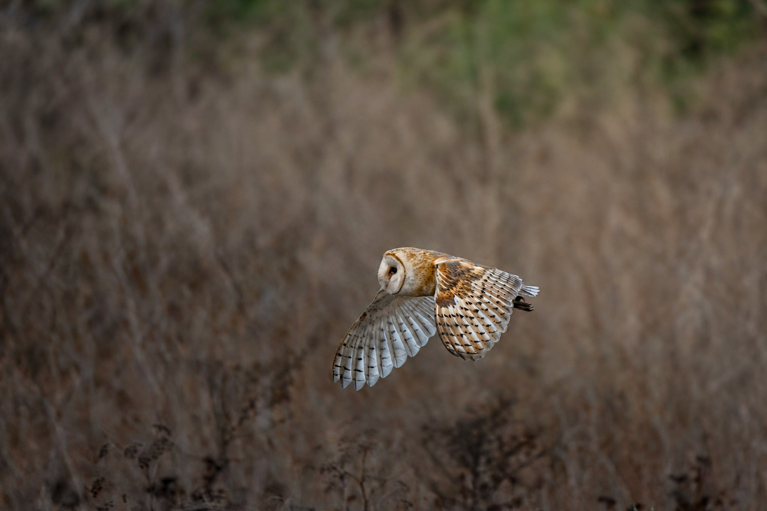 American Barn Owl