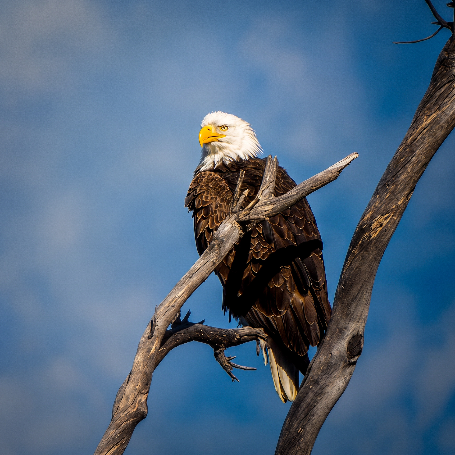 Bald Eagle