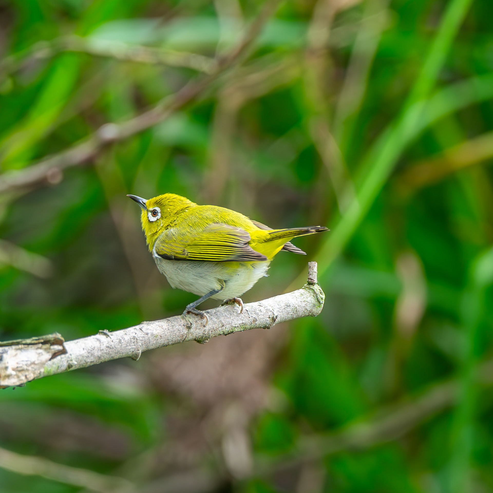 Swinhoe's White Eye