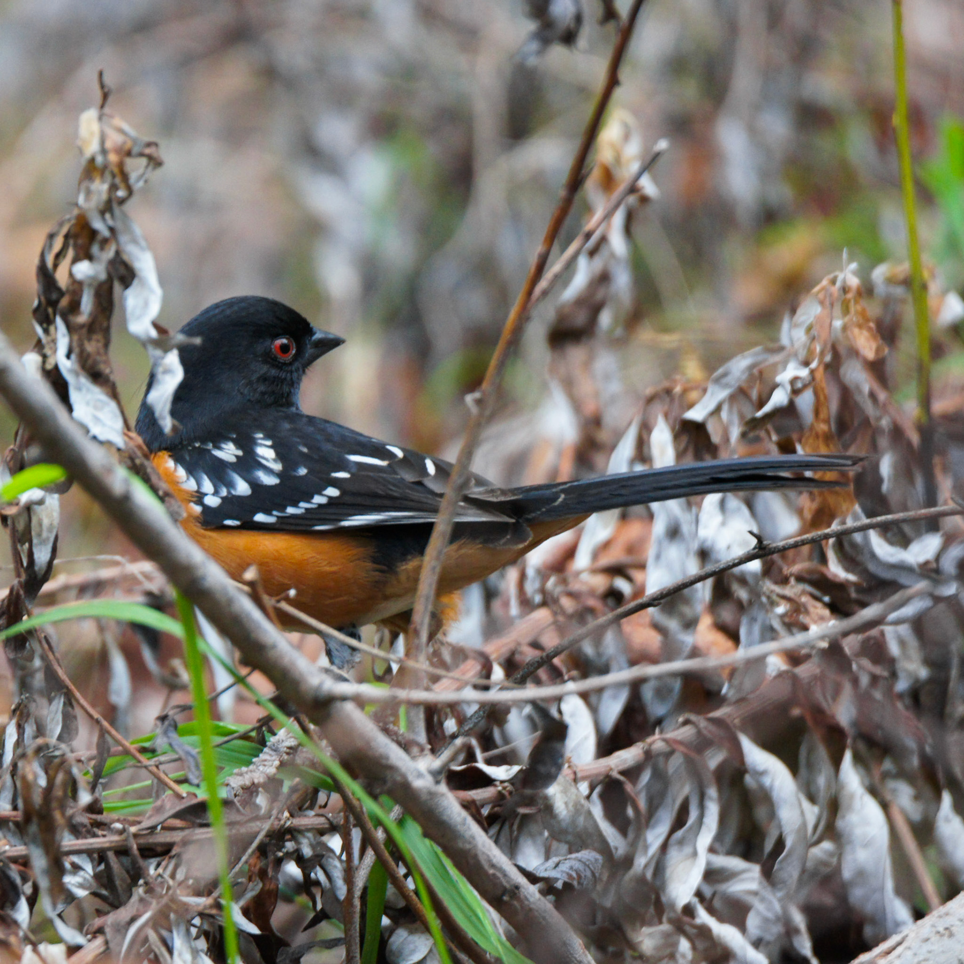 Spotted Towhee