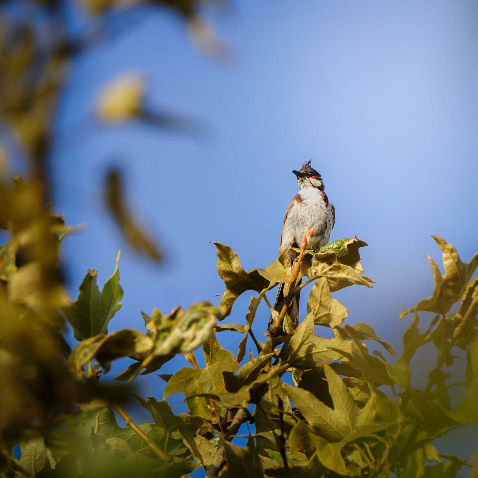 Red-Whiskered Bulbul