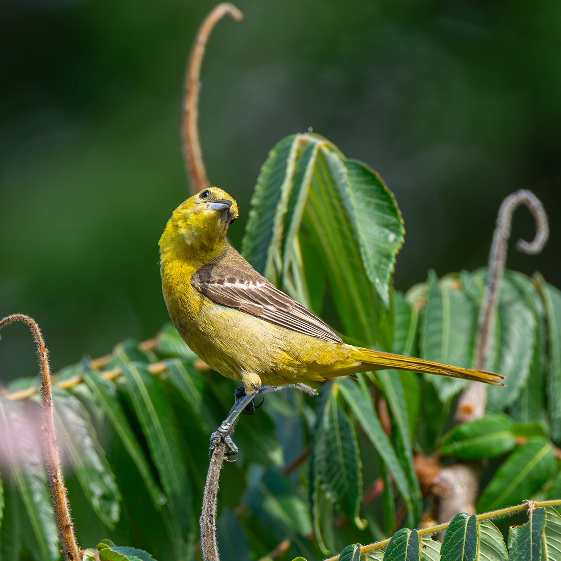 Hooded Oriole