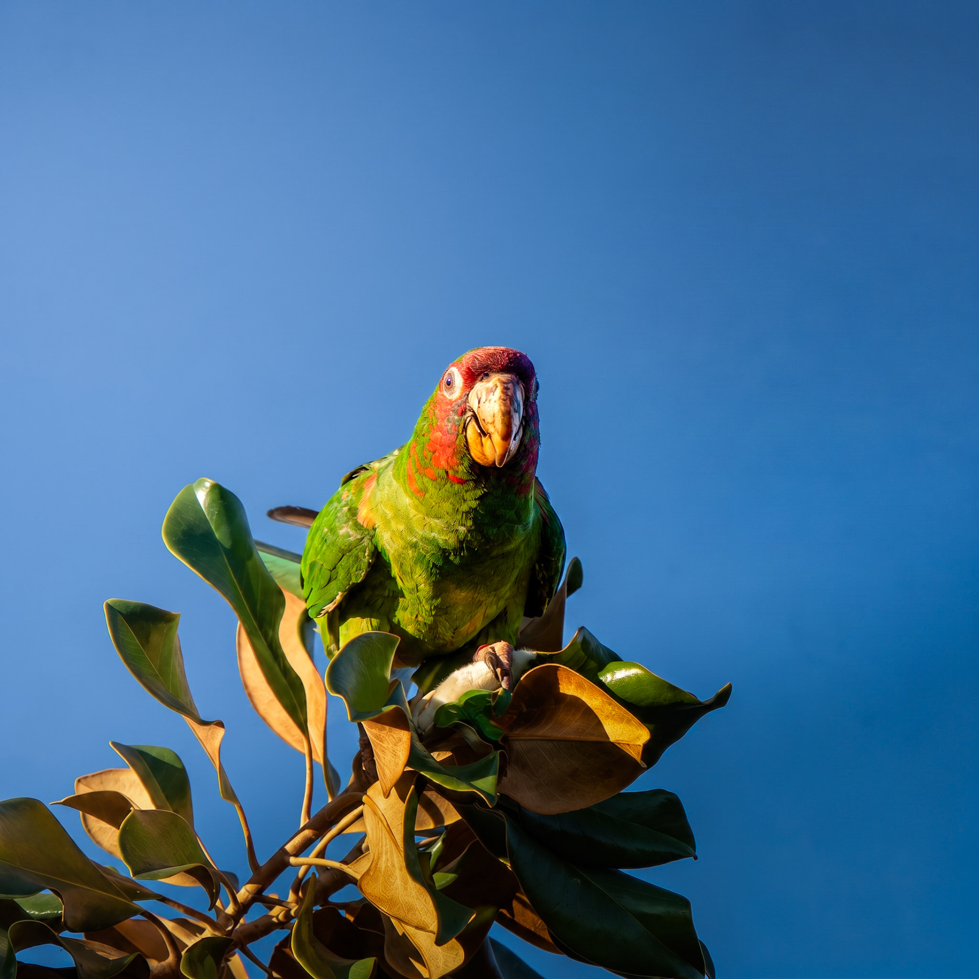 Miltred Parakeet