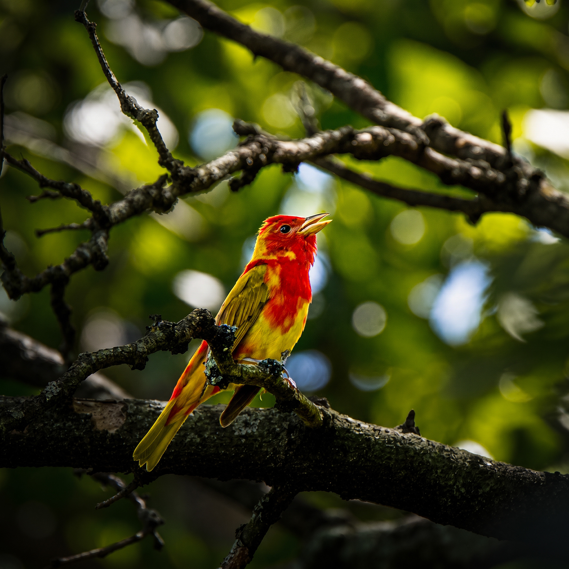 Summer Tanager