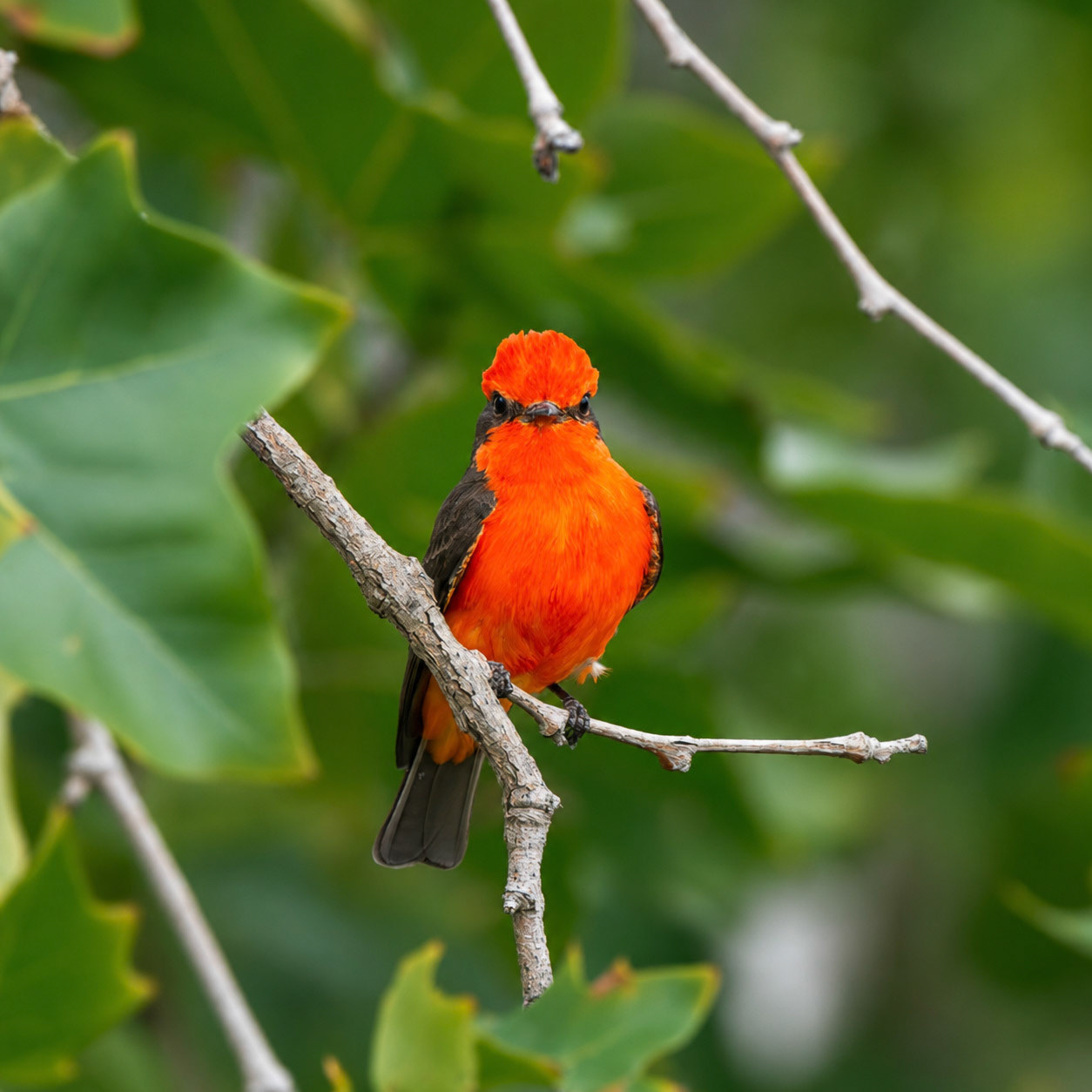 Vermillion Flycatcher