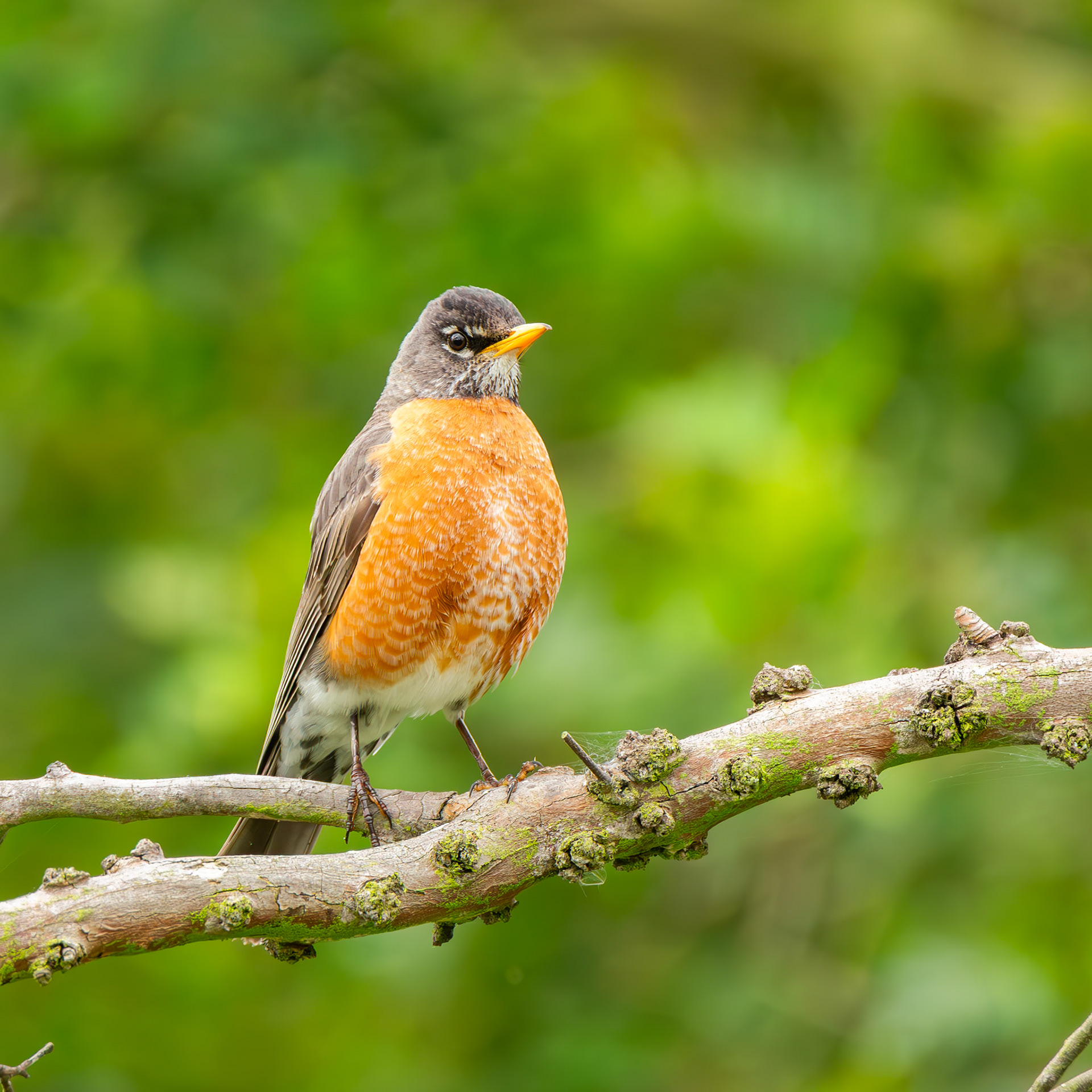American Robin