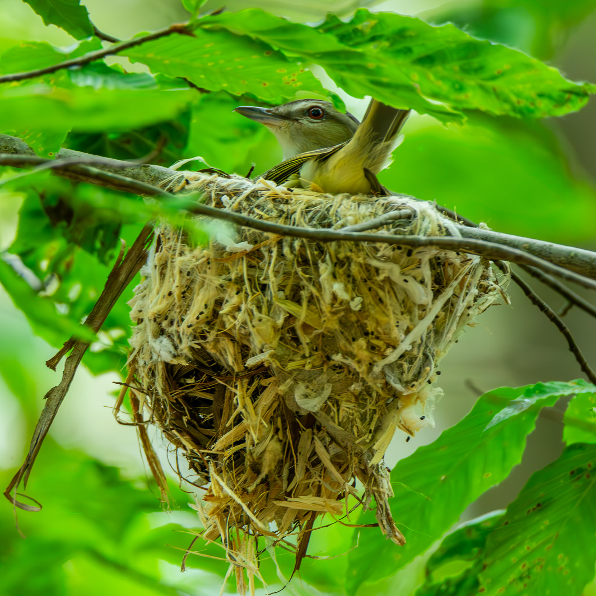 Red-Eyed Vireo