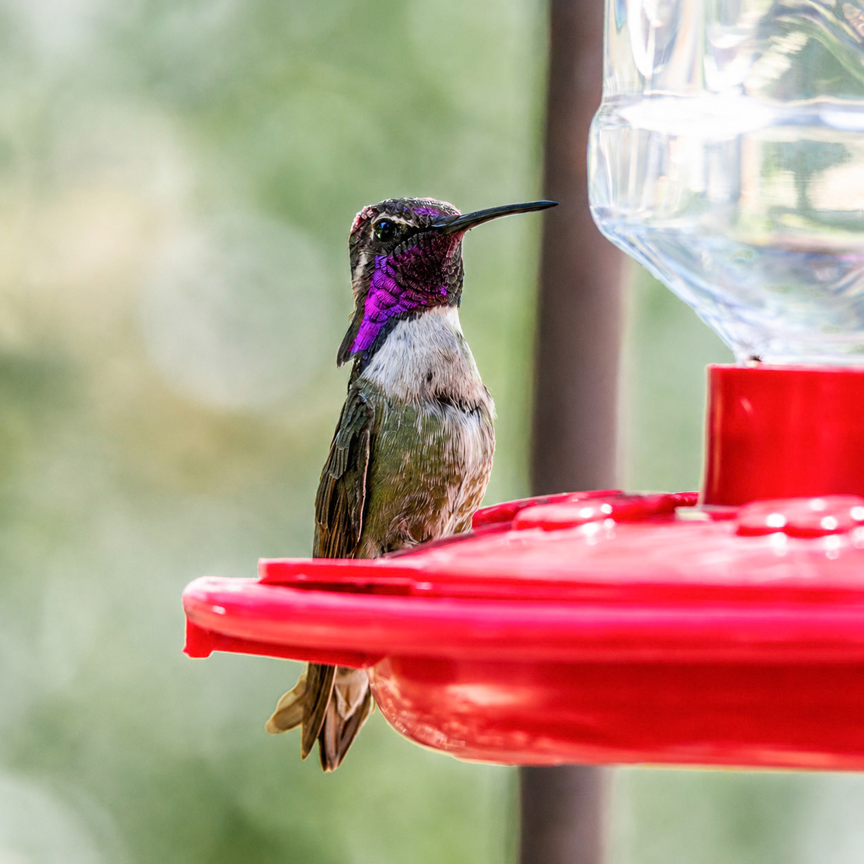 Costa's Hummingbird