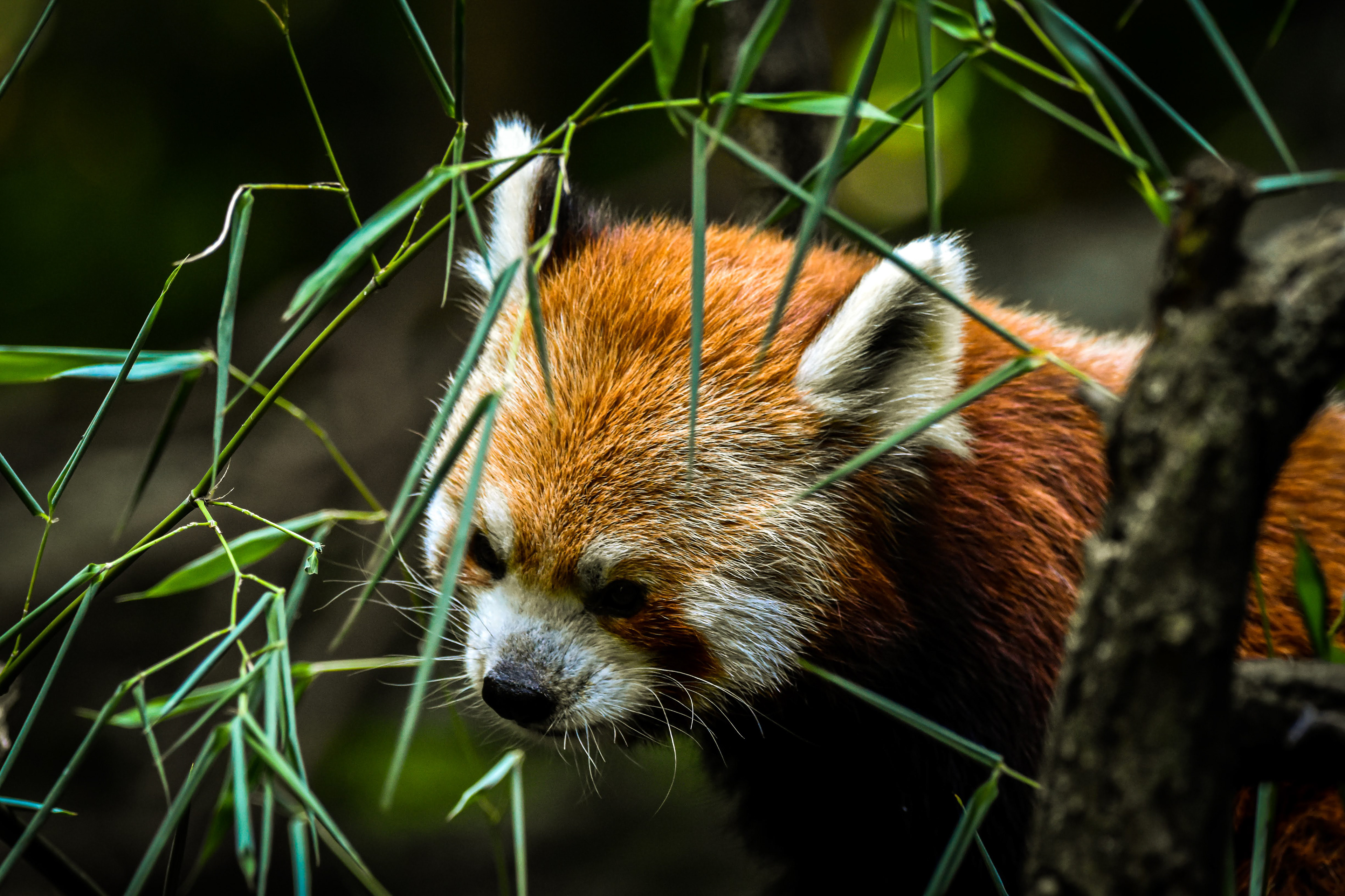 Red Panda, 2022