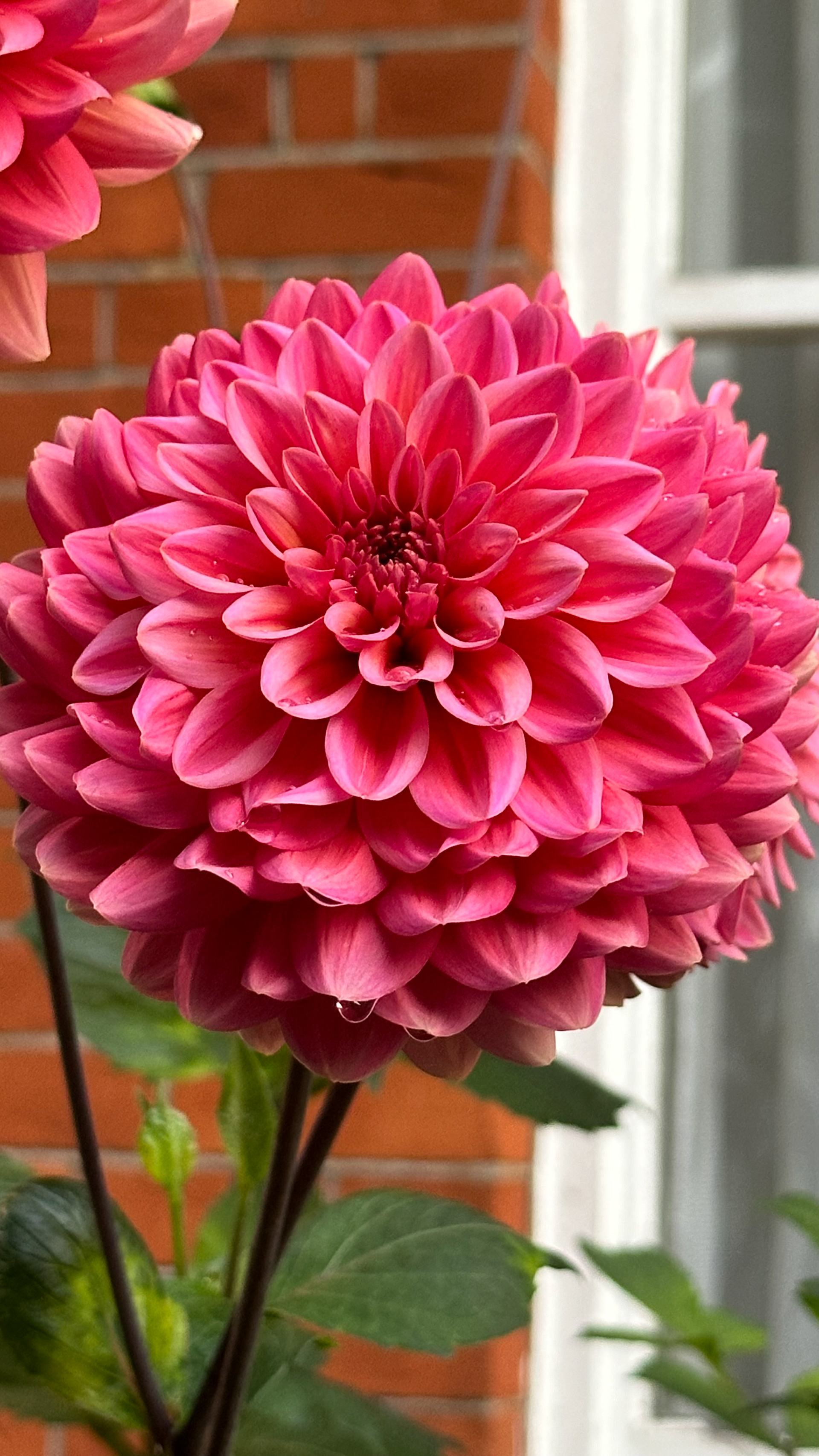 Dahlia - The photo I took
