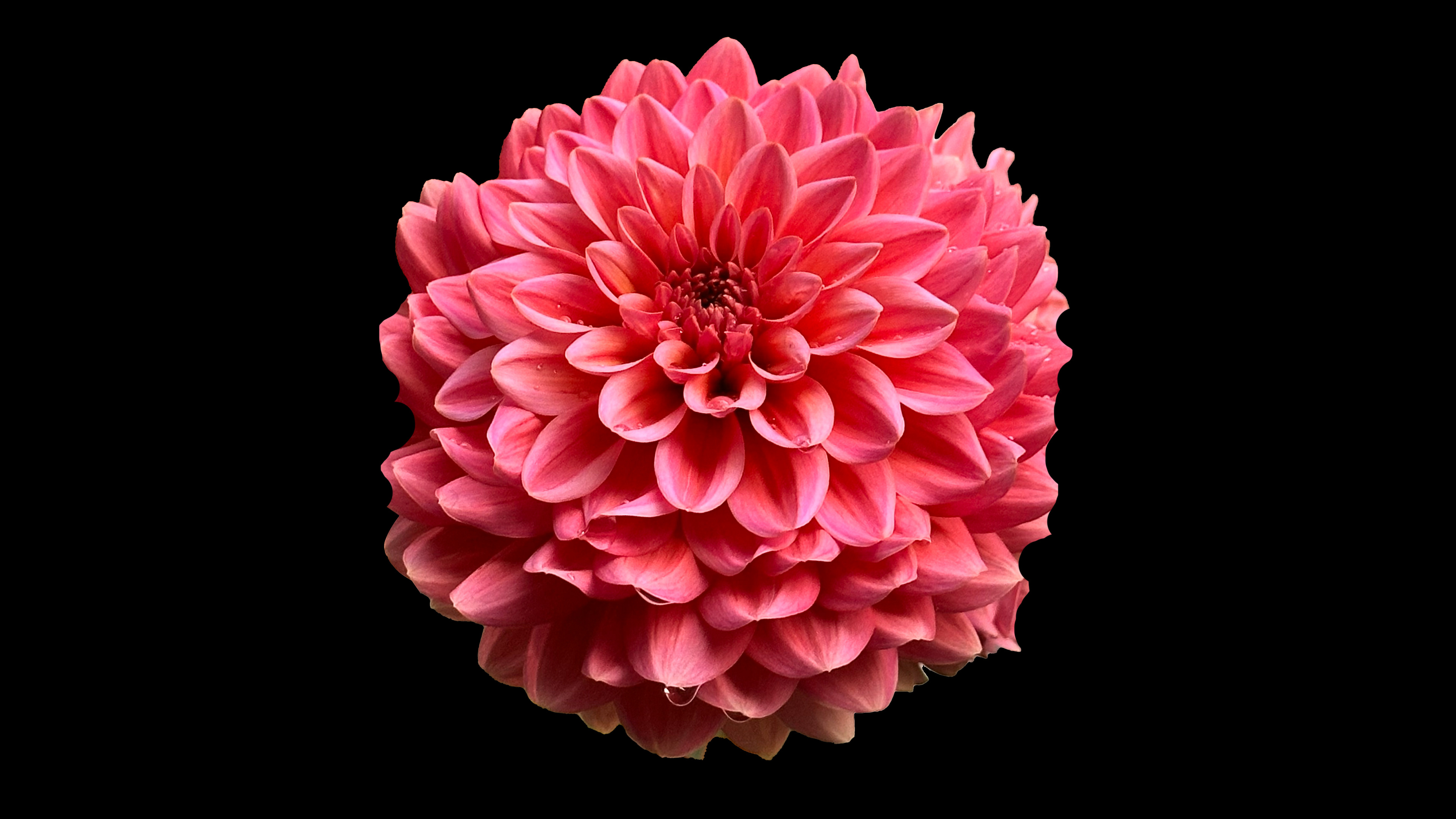 Dahlia on solid background for training