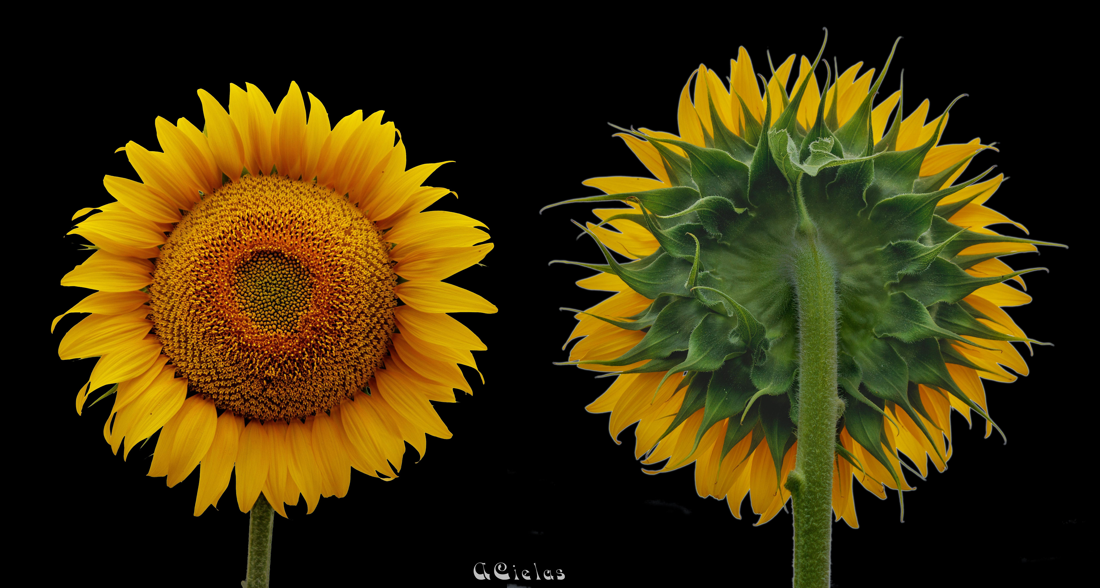 Tournesol
