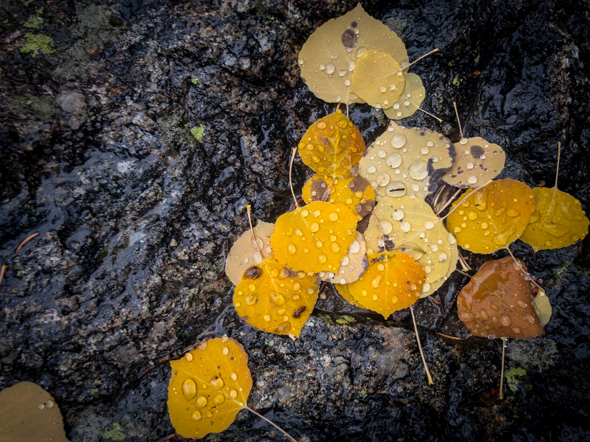 The Leaves of Autumn