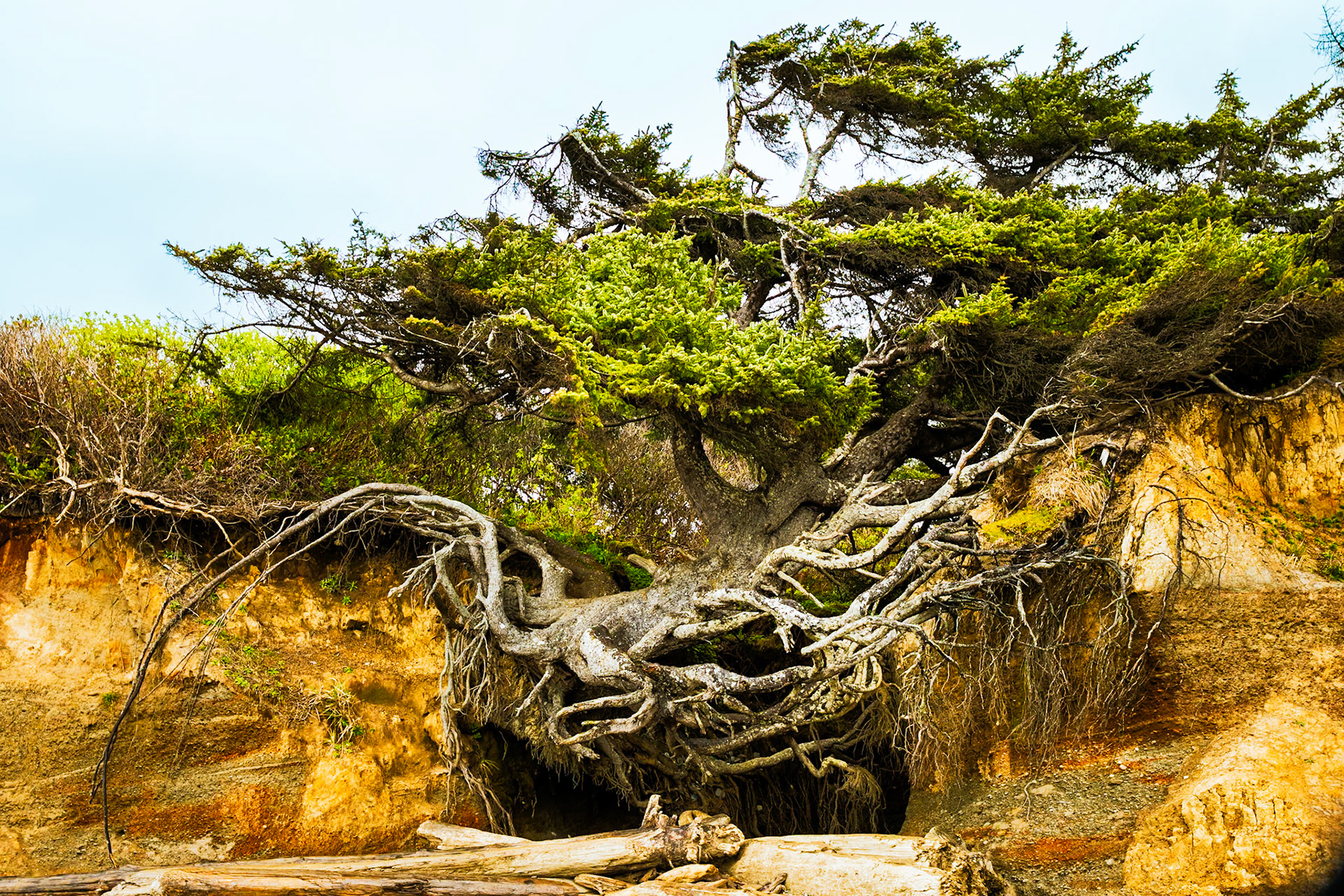 Tree of Life