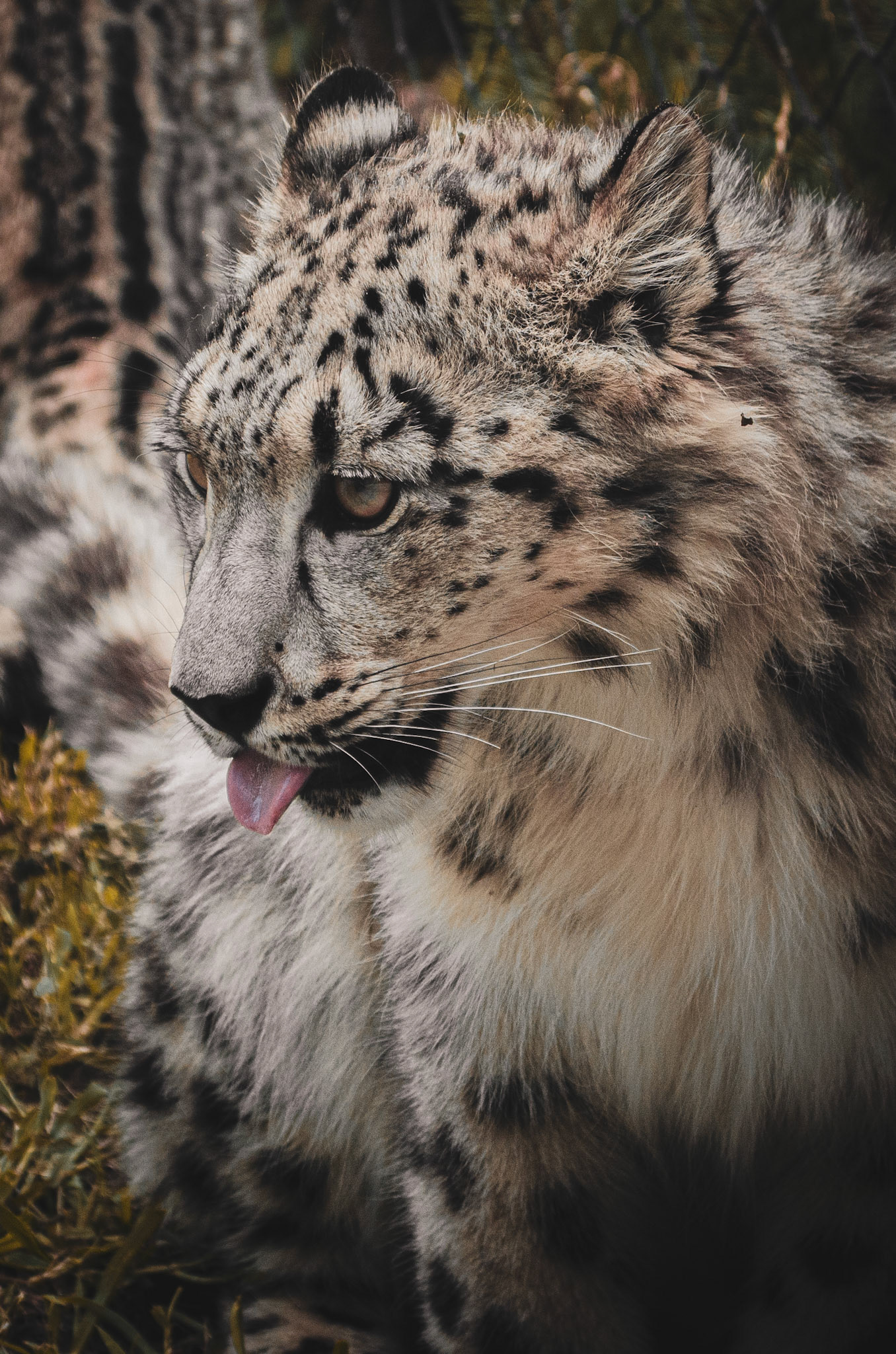 Zoo de Granby, Québec, Canada