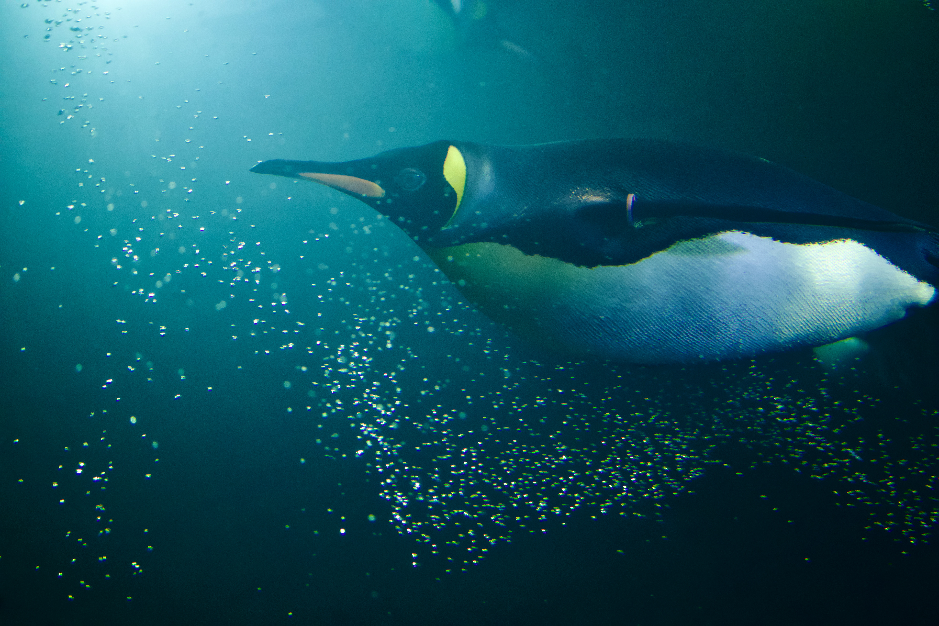 Sony A7 | Lightroom | 70-200mm