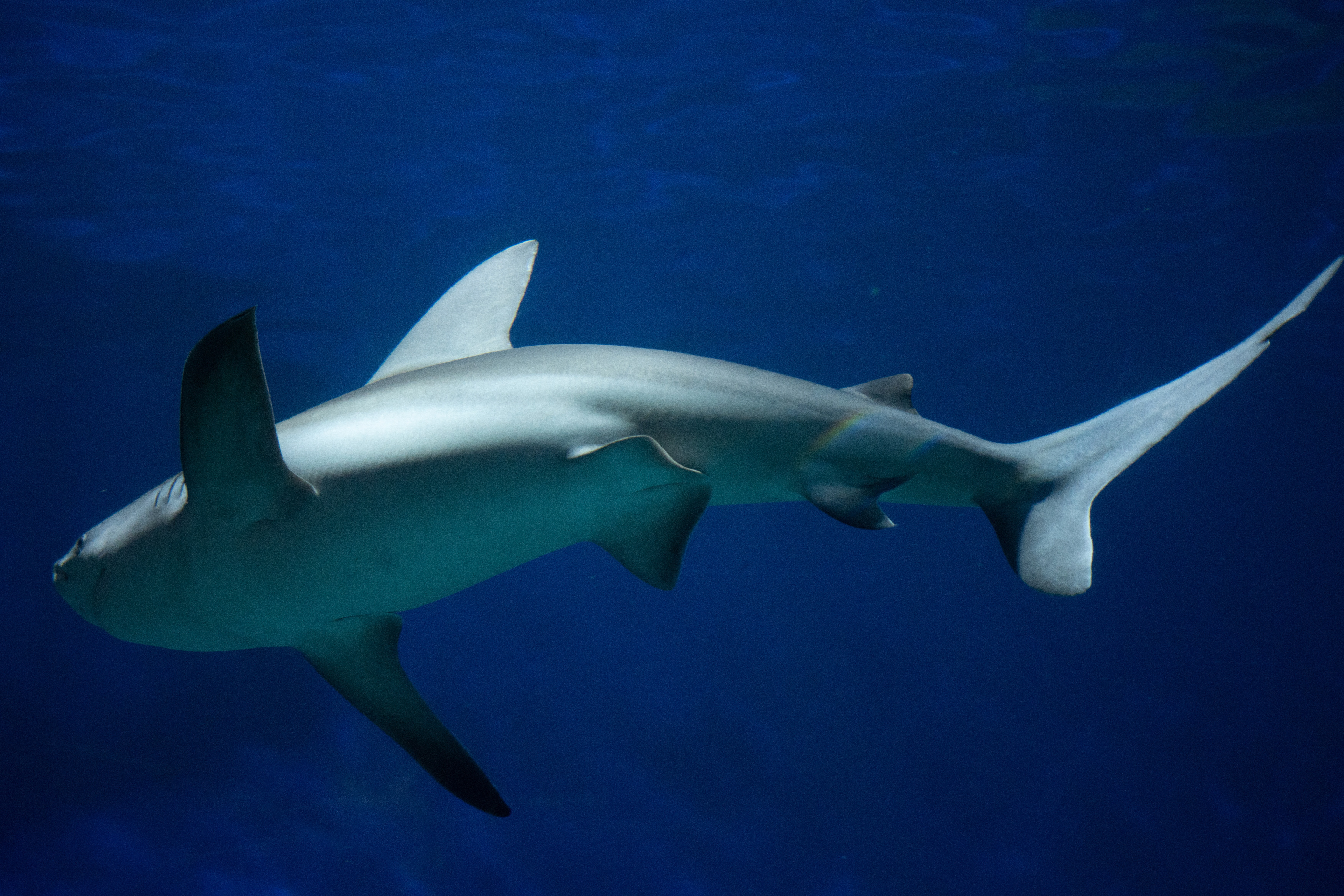 Sony A7 | Lightroom | 70-200mm