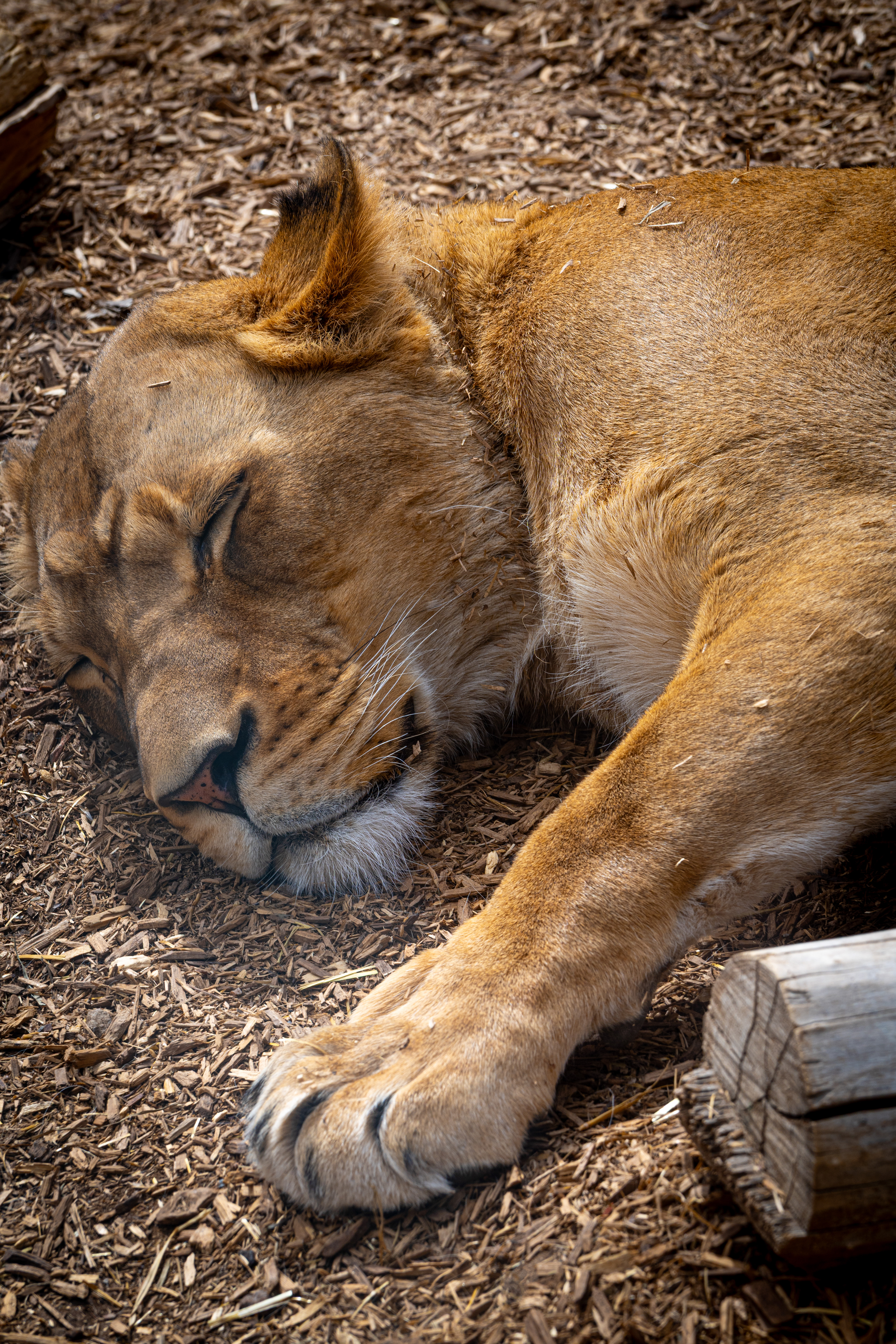 Sony A7 | Lightroom | 70-200mm