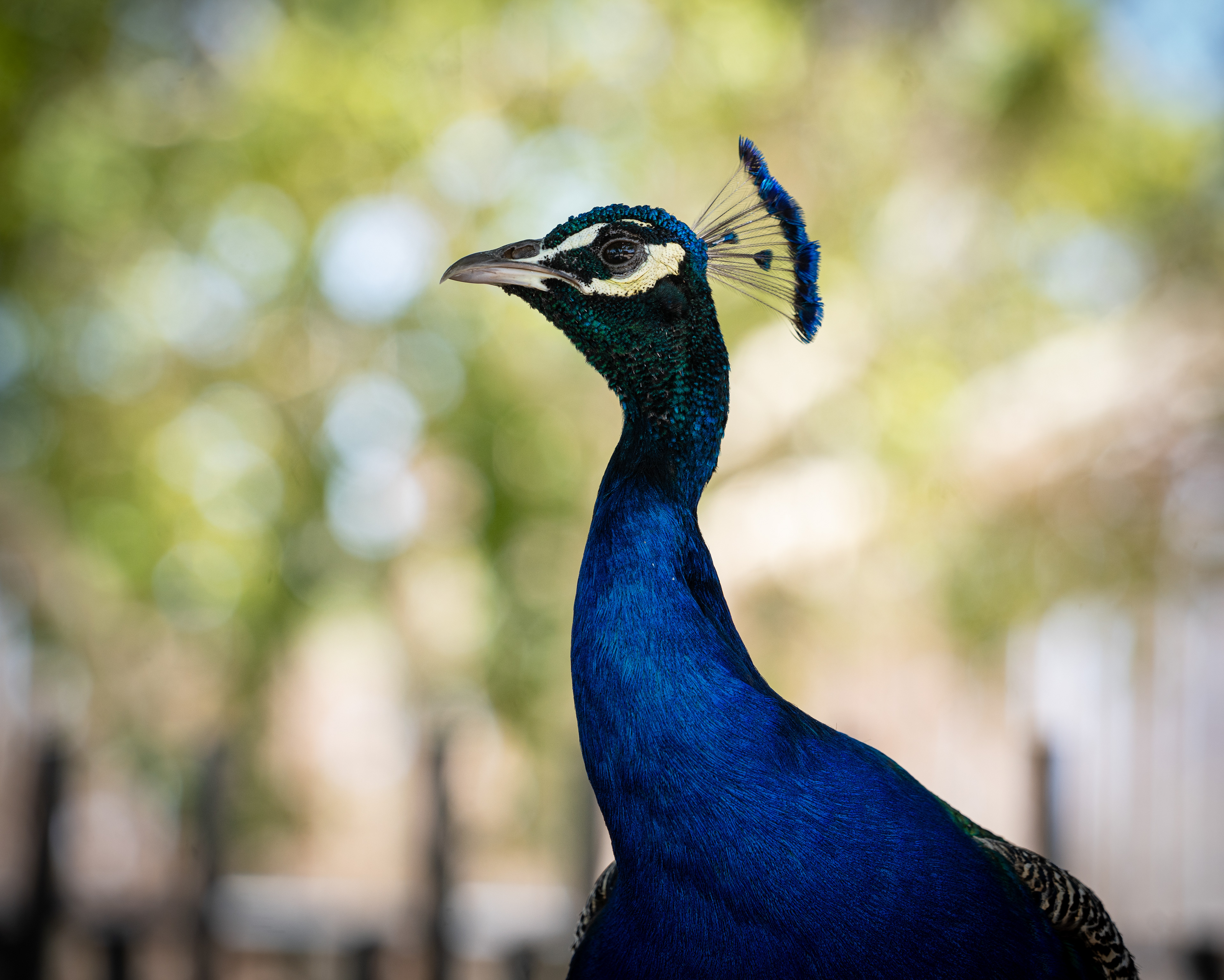 Sony A7 | Lightroom | 70-200mm