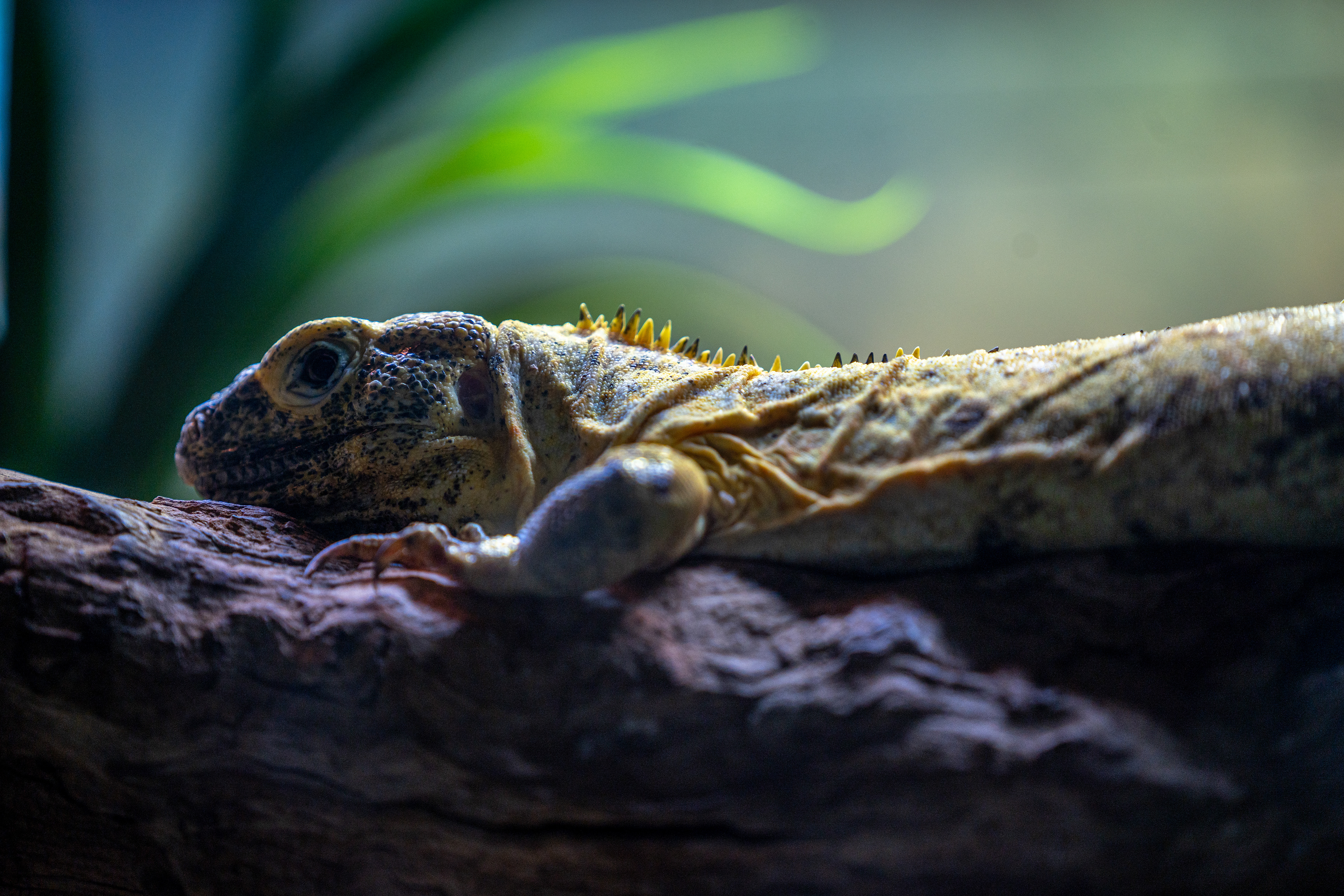 Sony A7 | Lightroom | 70-200mm