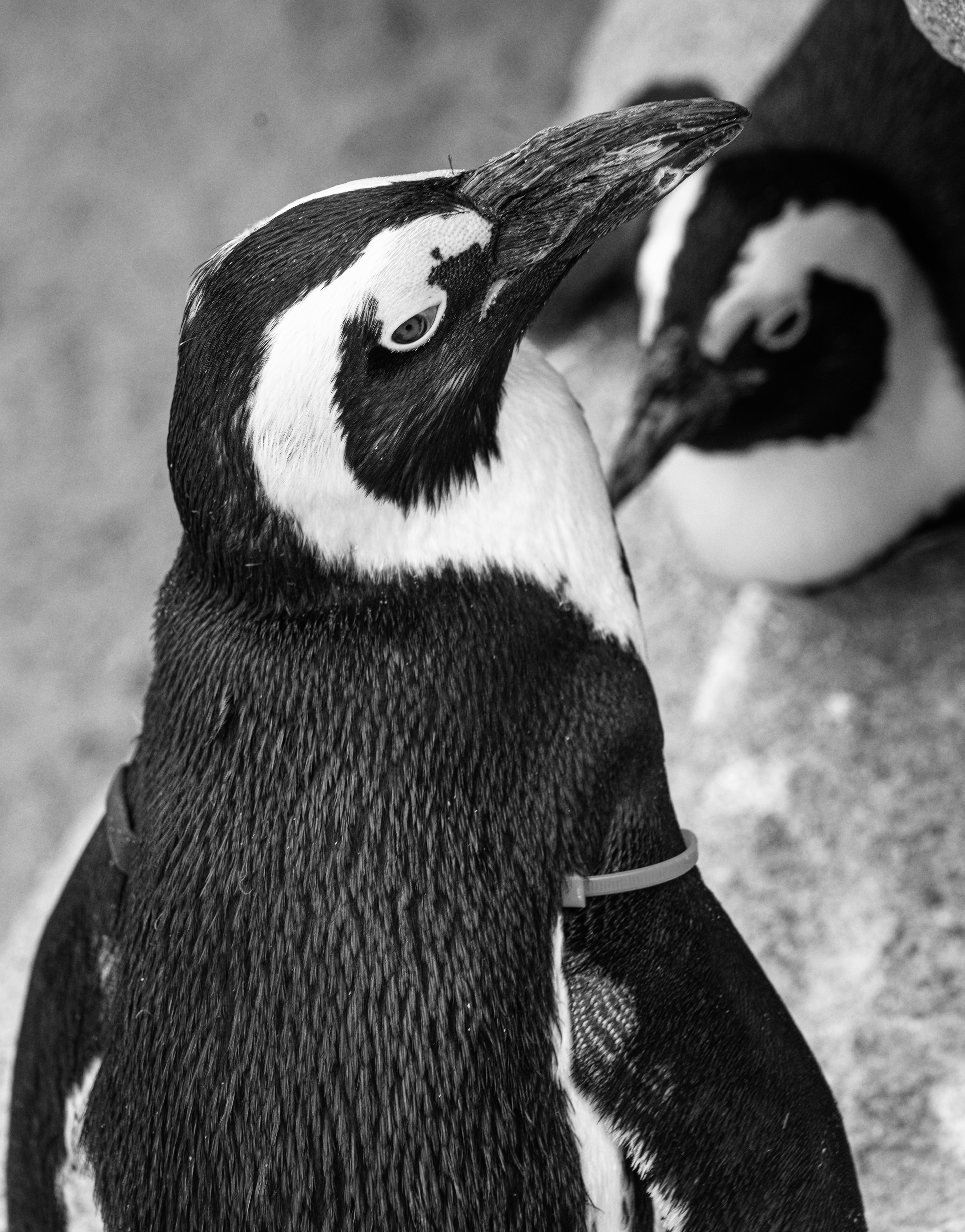 Sony A7 | Lightroom | 70-200mm