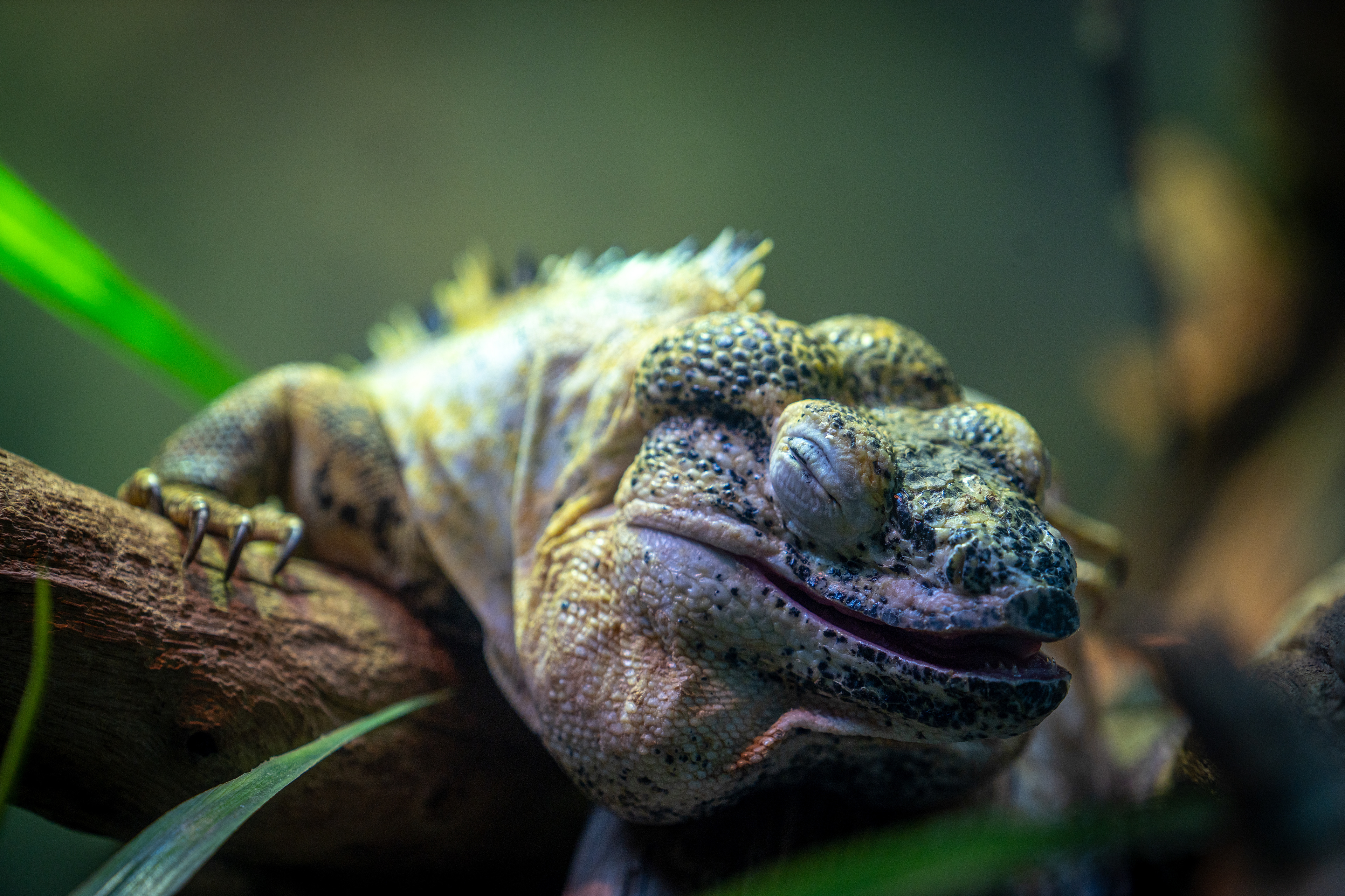 Sony A7 | Lightroom | 70-200mm