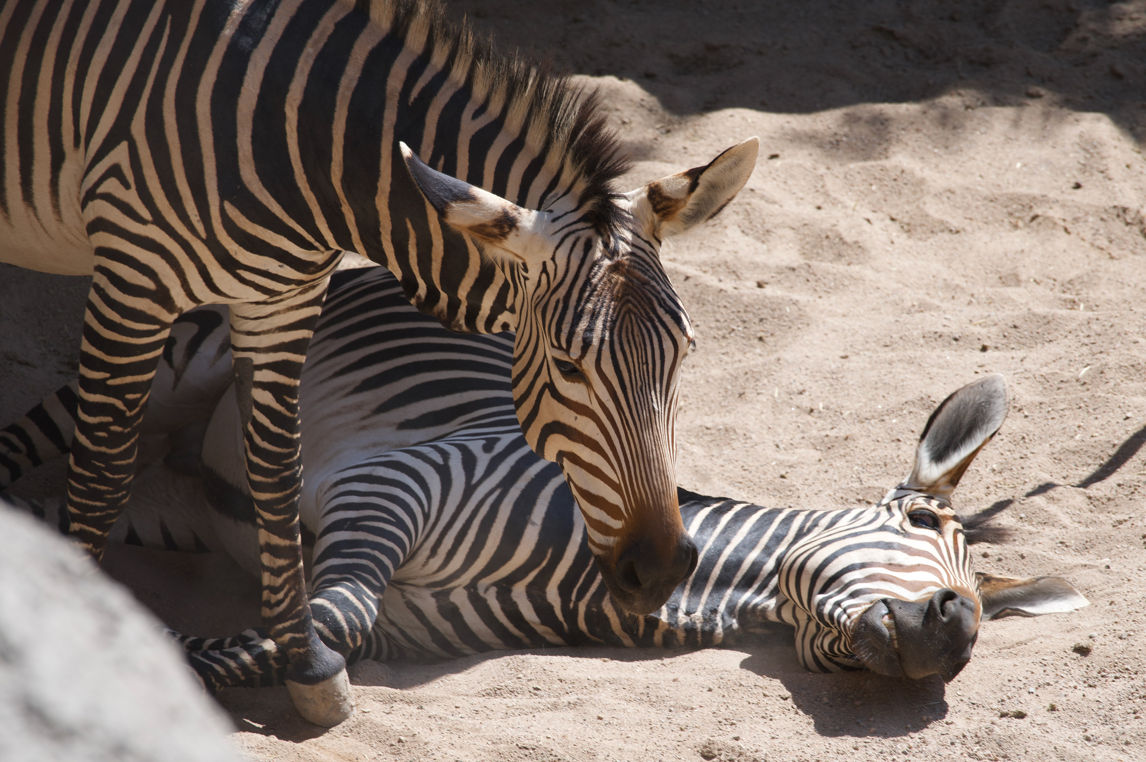 Sony A7 | Lightroom | 70-200mm