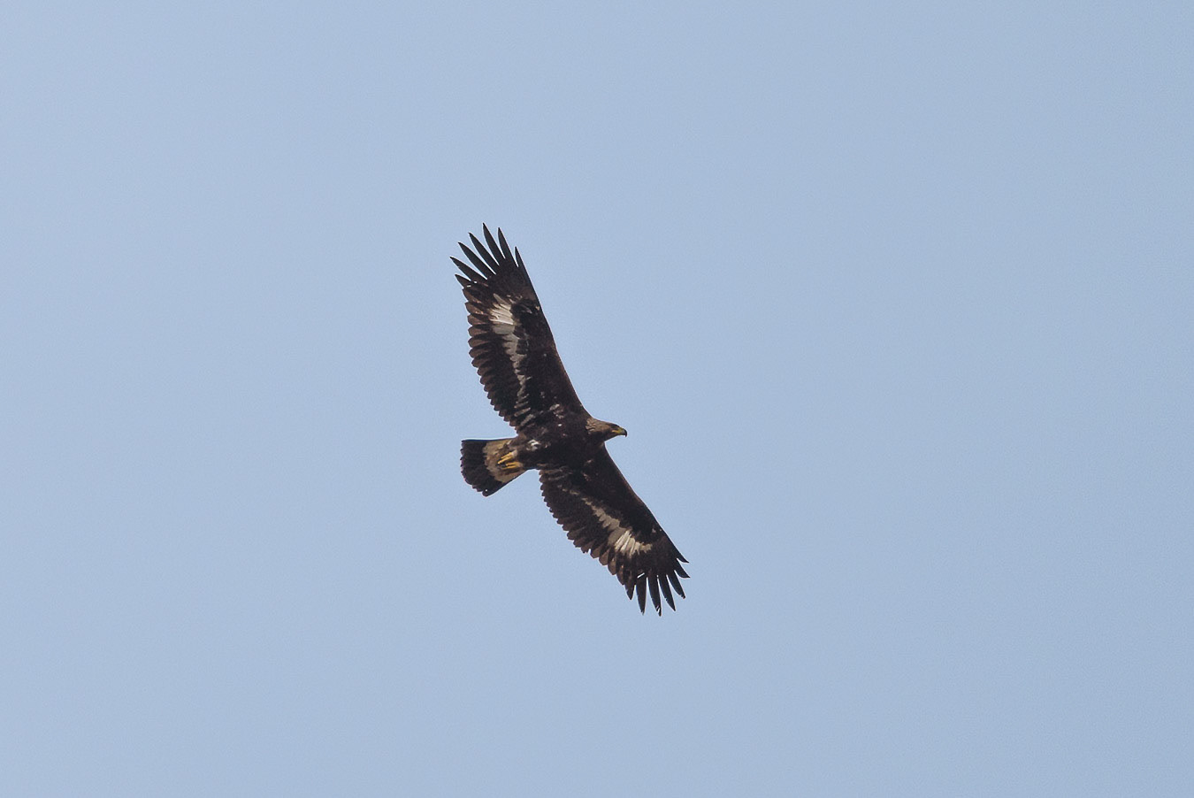 Aguila Real