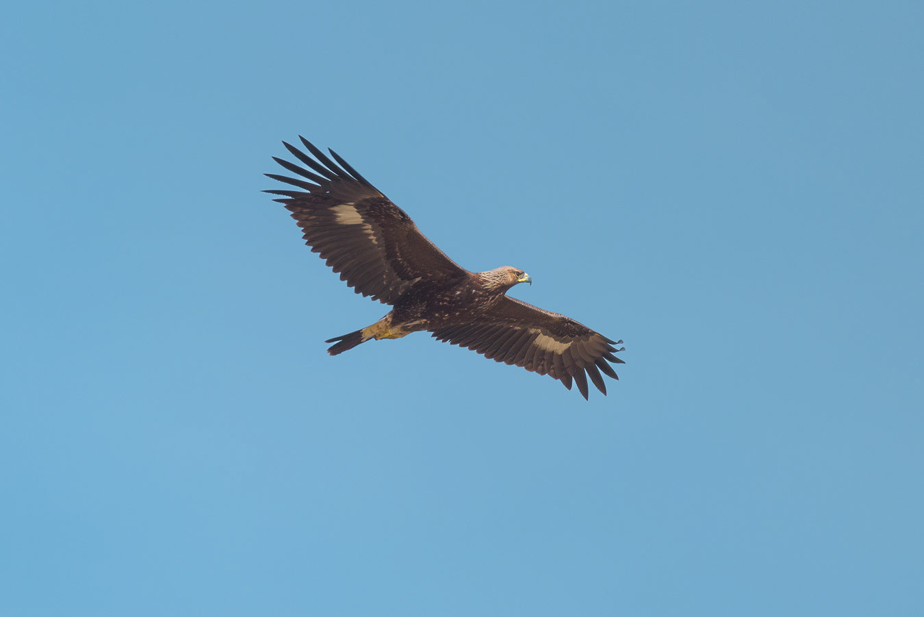 Aguila Real